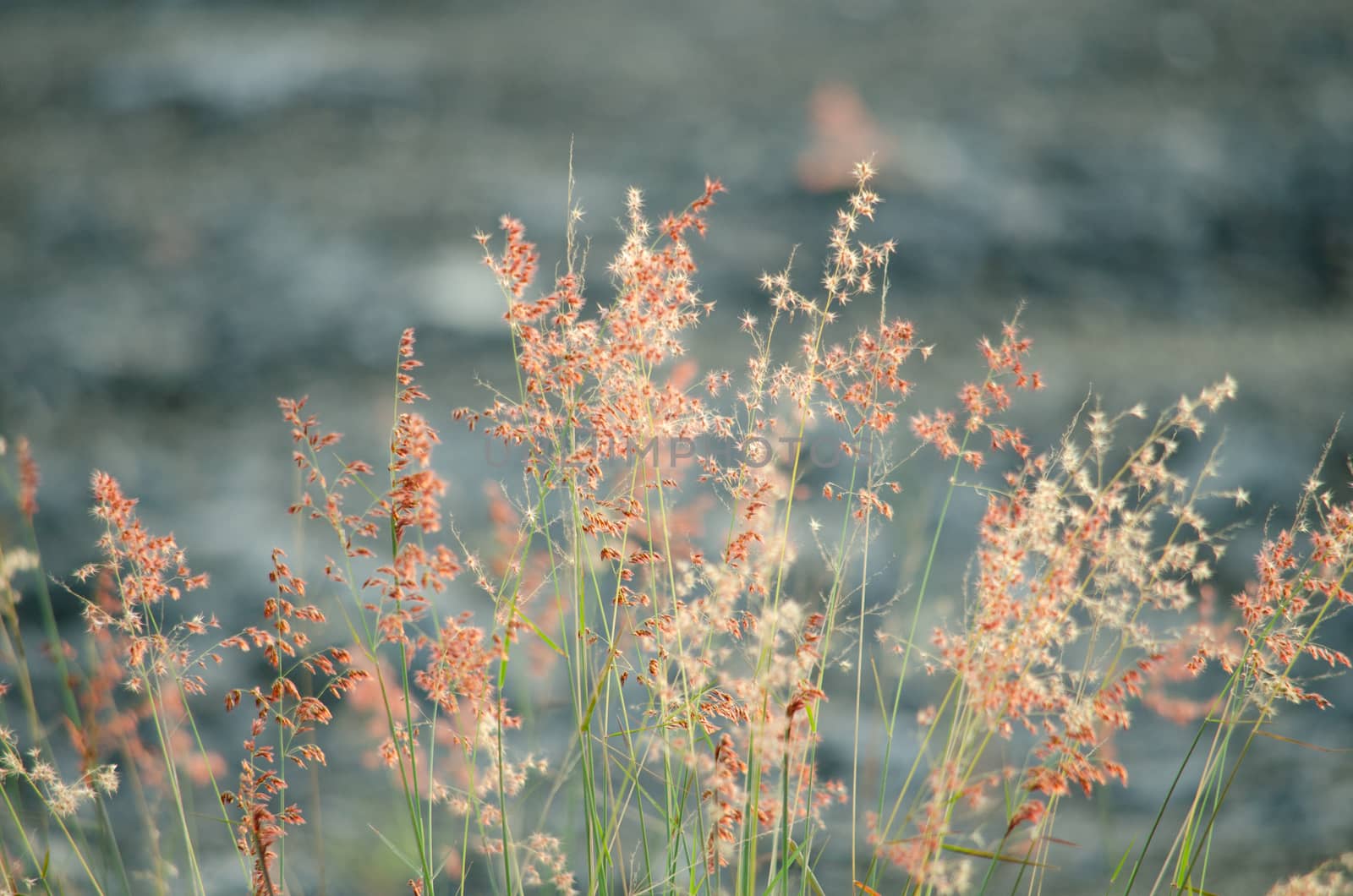 field of grass, pink flowers,  by visanuwit