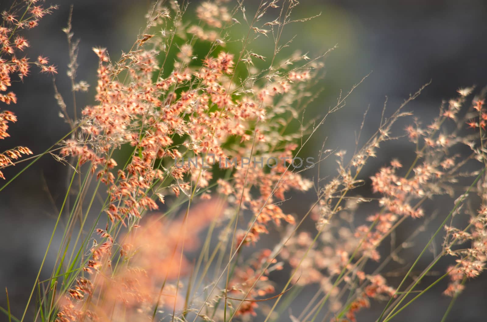 field of grass, pink flowers,  by visanuwit