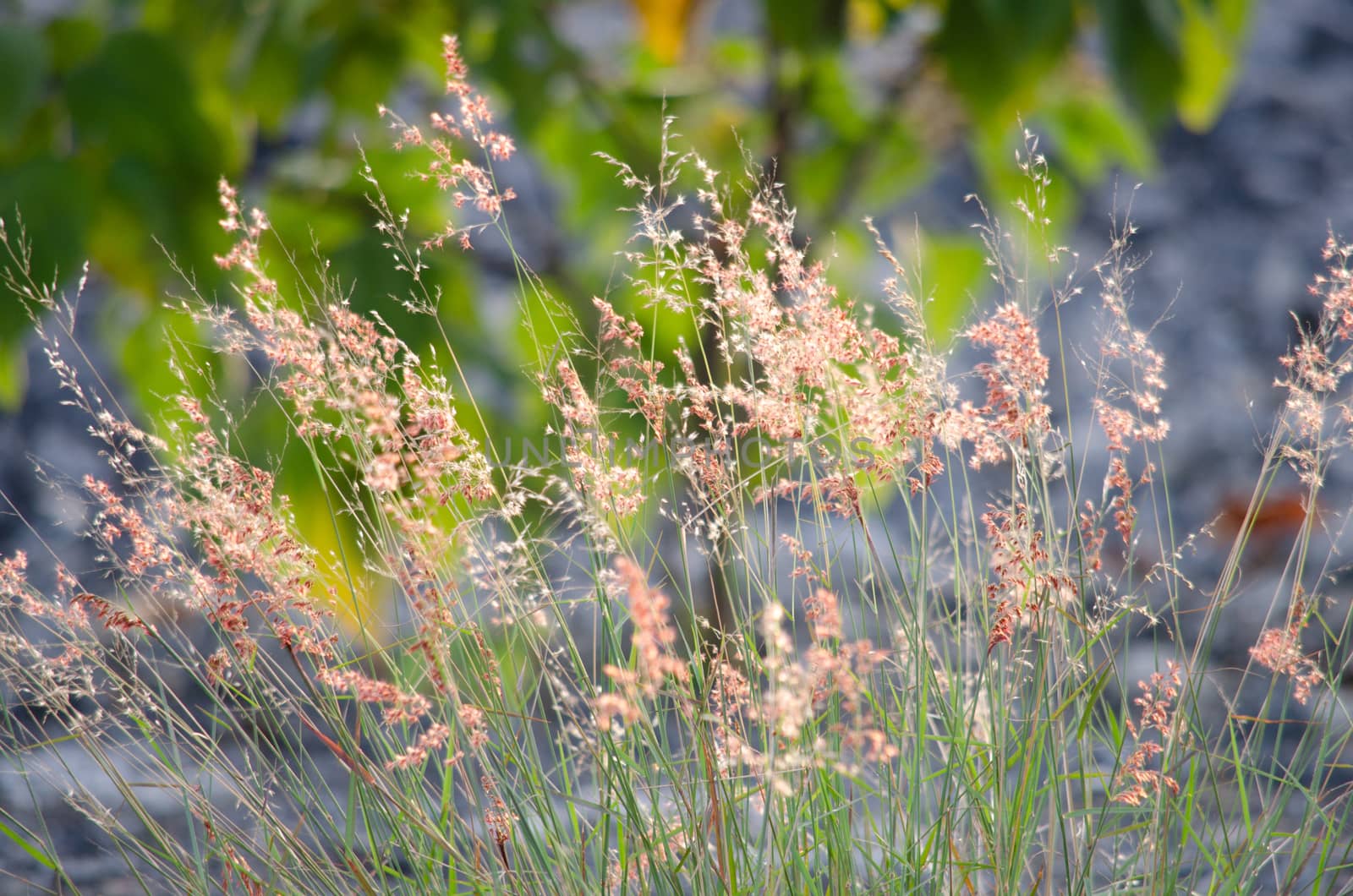 field of grass, pink flowers,  by visanuwit