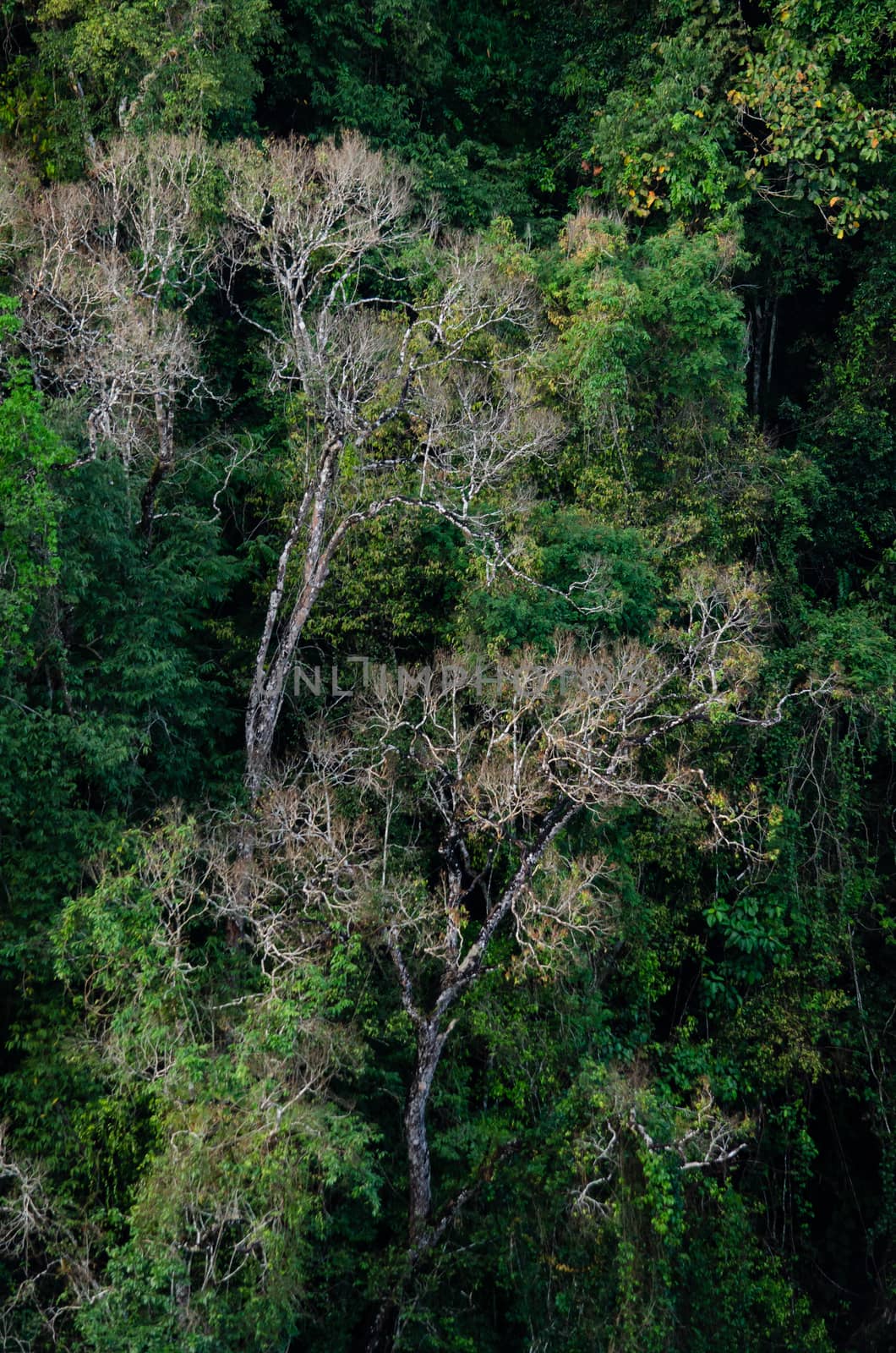 landscape nature have green plant and tree at rain forest mountain .its good place for outdoor travel on vacation or holidays in thailand.