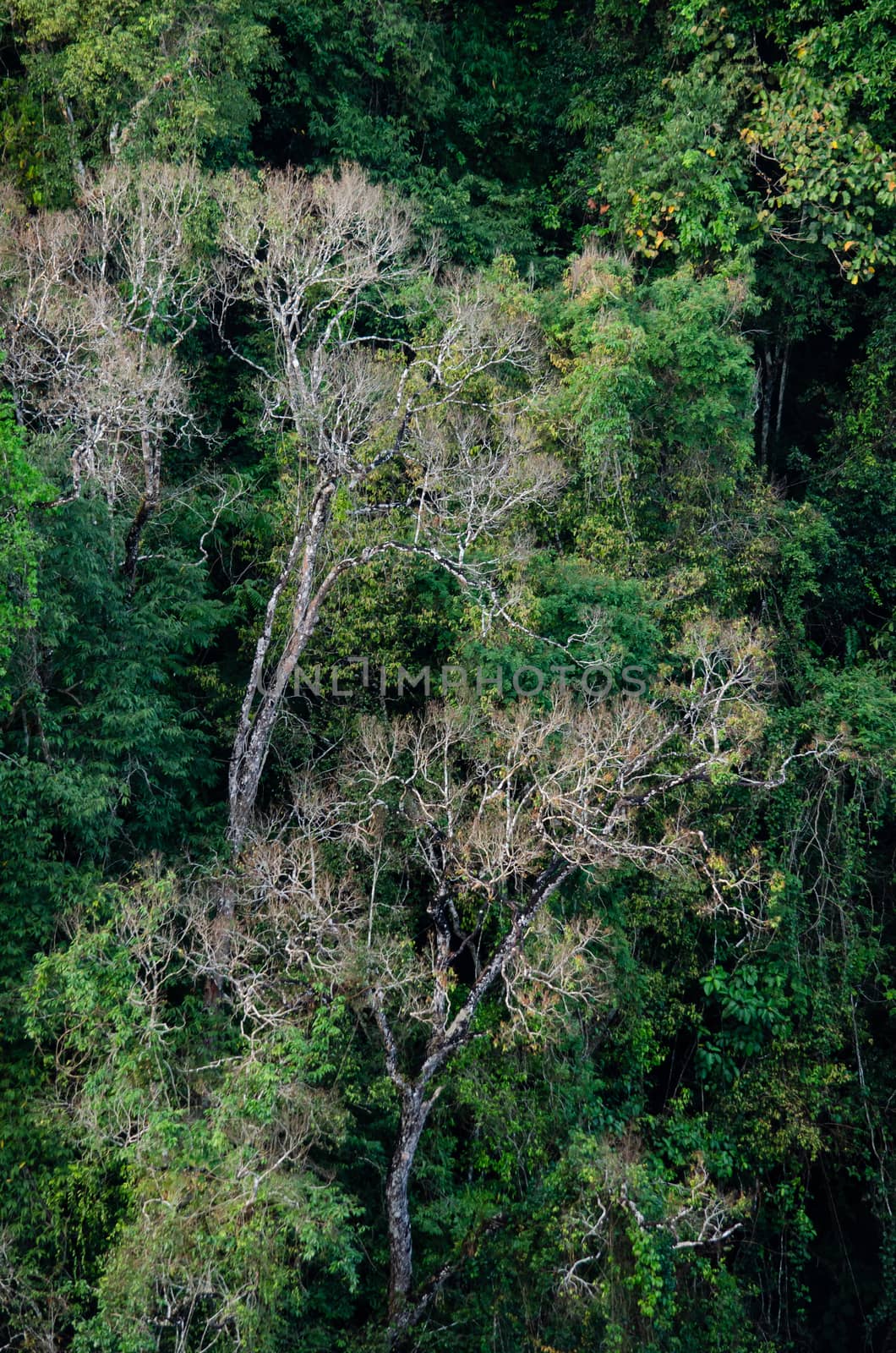 landscape nature have green plant and tree at rain forest mountain .its good place for outdoor travel on vacation or holidays in thailand.