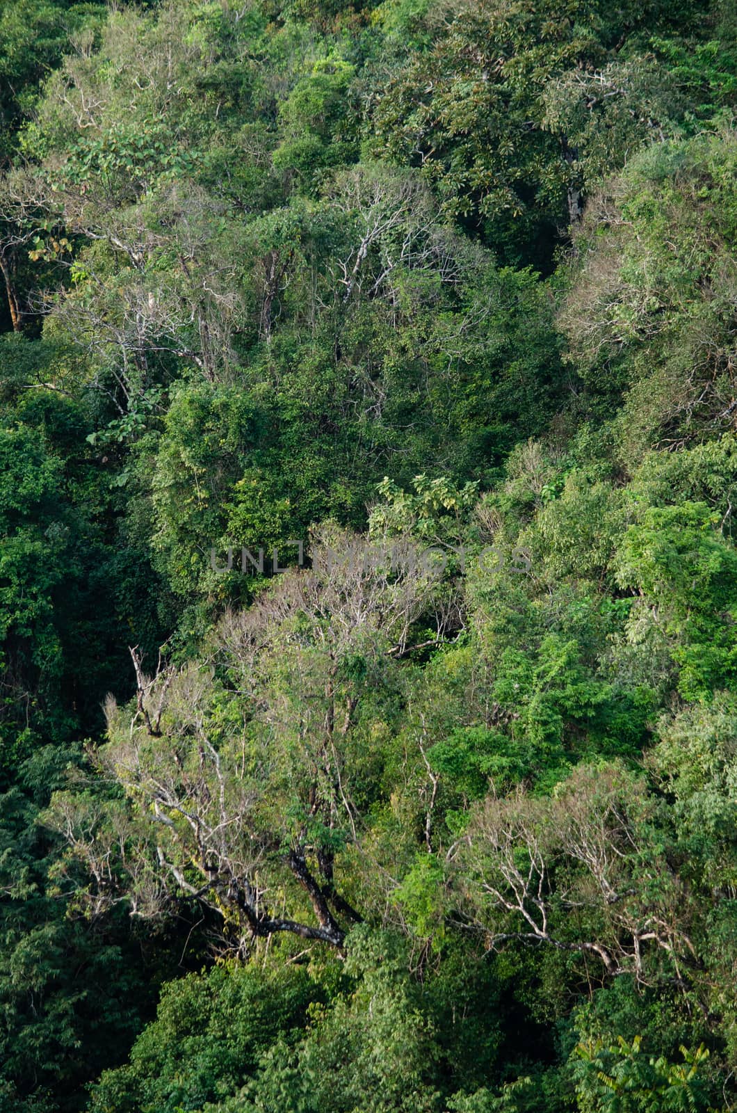 landscape nature have green plant and tree at rain forest mountain .its good place for outdoor travel on vacation or holidays in thailand.