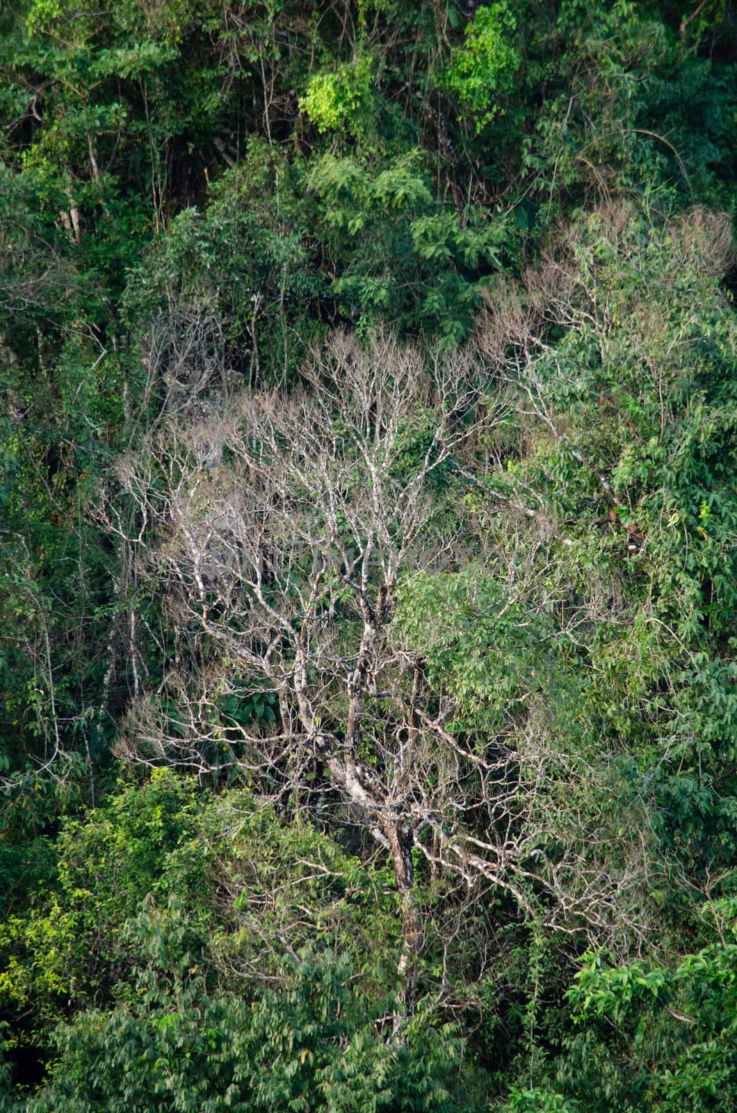 landscape nature have green plant and tree at rain forest mountain .its good place for outdoor travel on vacation or holidays in thailand.