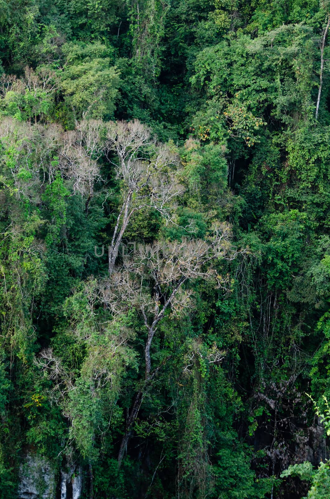 landscape nature have green plant and tree at rain forest mountain .its good place for outdoor travel on vacation or holidays in thailand.