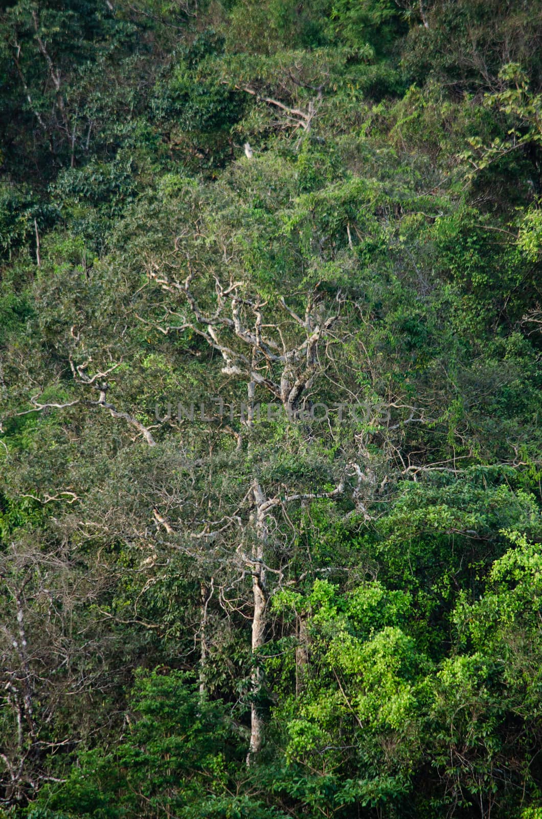 landscape nature have green plant and tree at rain forest mountain .its good place for outdoor travel on vacation or holidays in thailand.