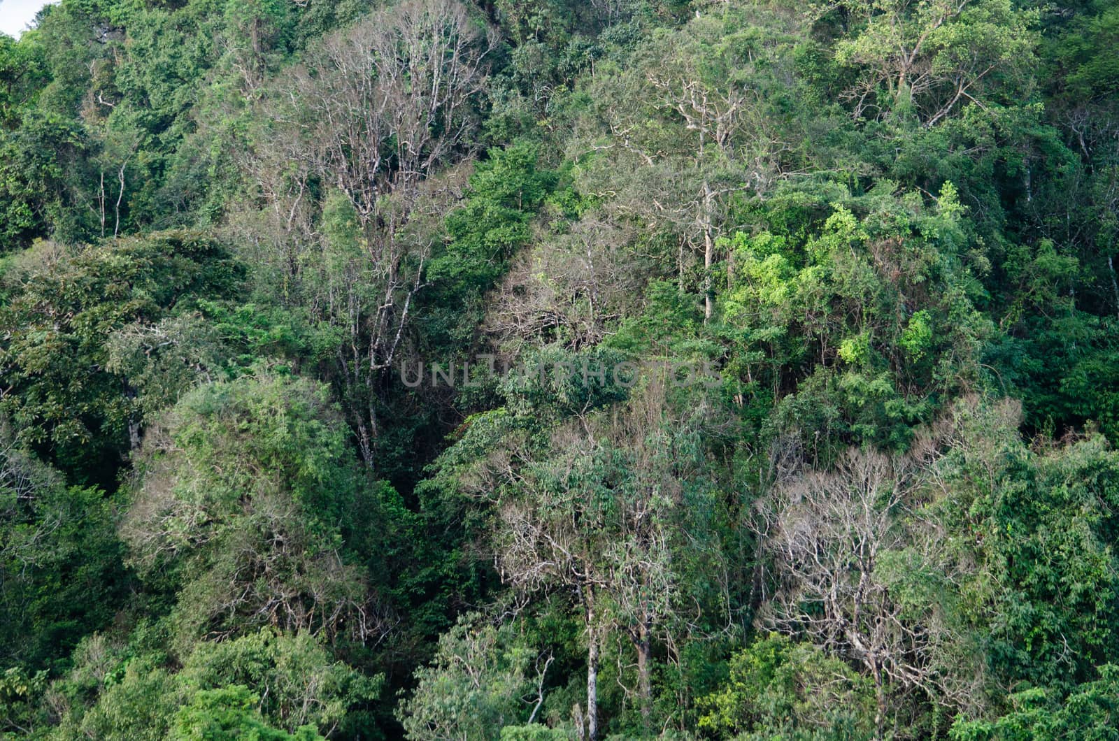 landscape nature have green plant and tree at rain forest mountain .its good place for outdoor travel on vacation or holidays in thailand.