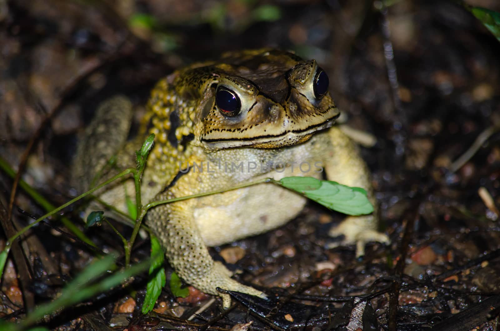 tree frog is yellow body ,like plant color by visanuwit