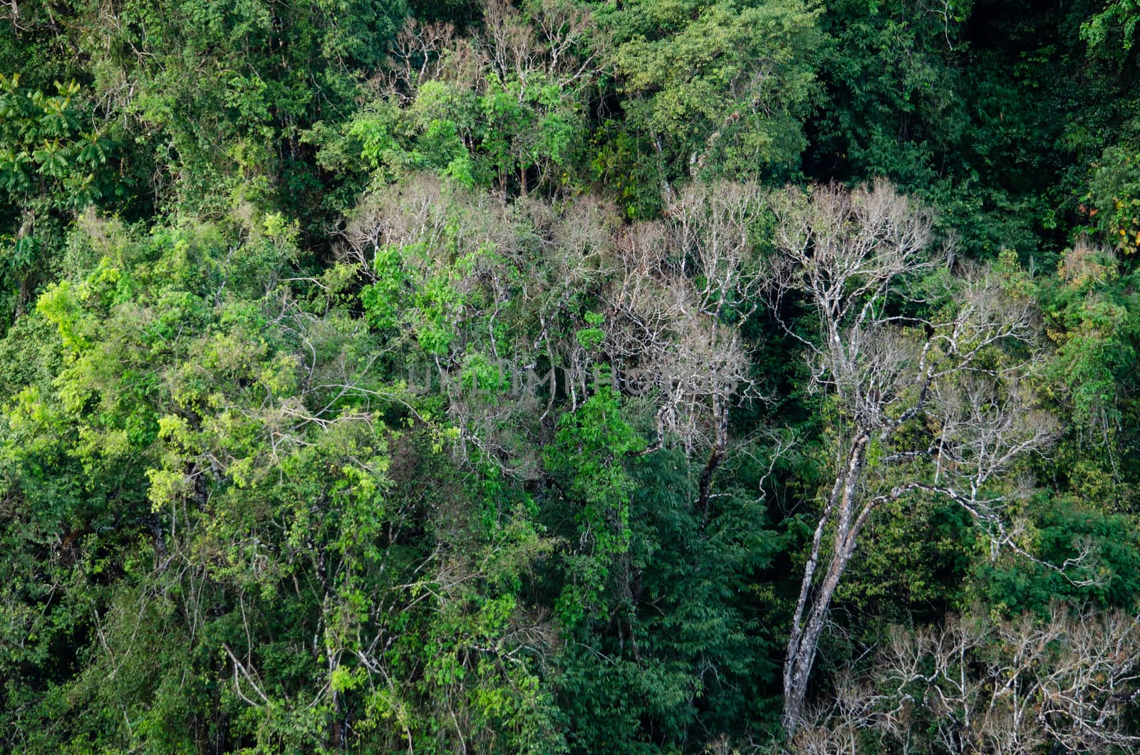 landscape nature have green plant and tree at rain forest mountain .its good place for outdoor travel on vacation or holidays in thailand.