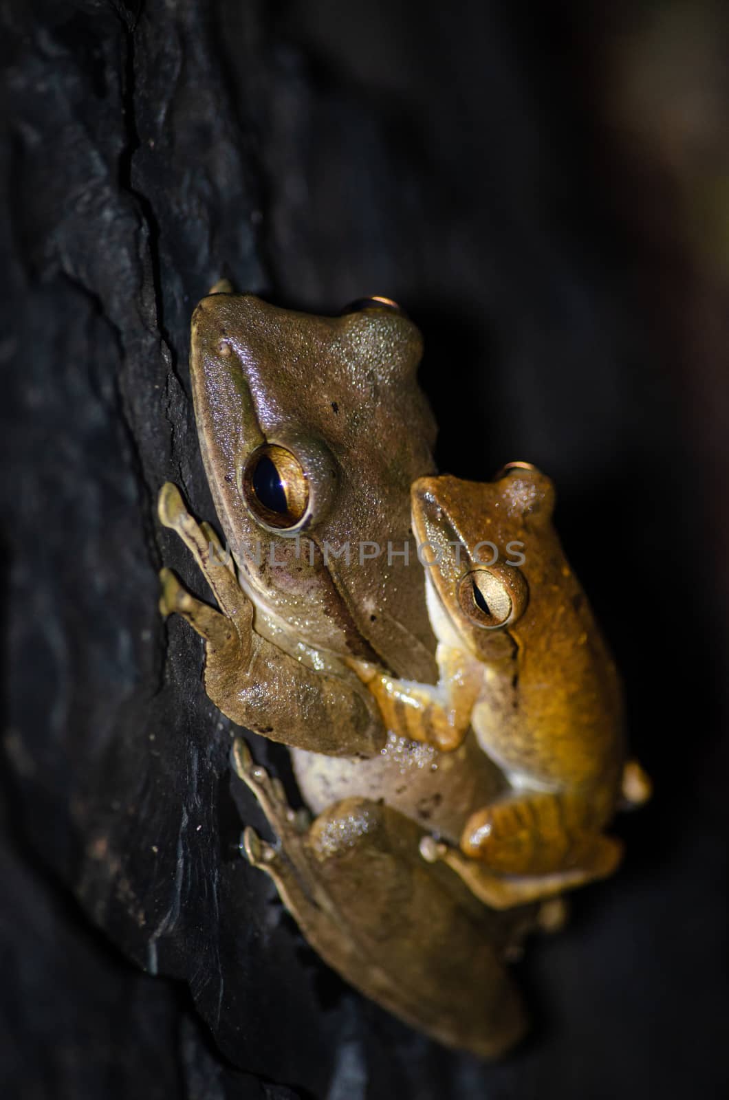 tree frog is yellow body ,like plant color by visanuwit