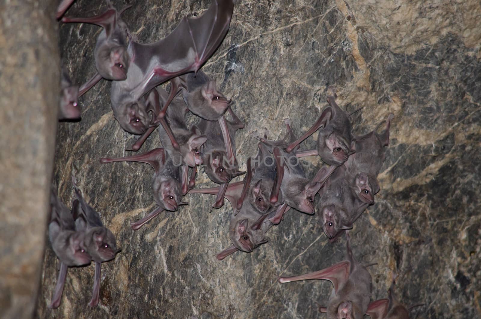 esser false vampire bat  are sleeping in the cave hanging on the ceiling period midday