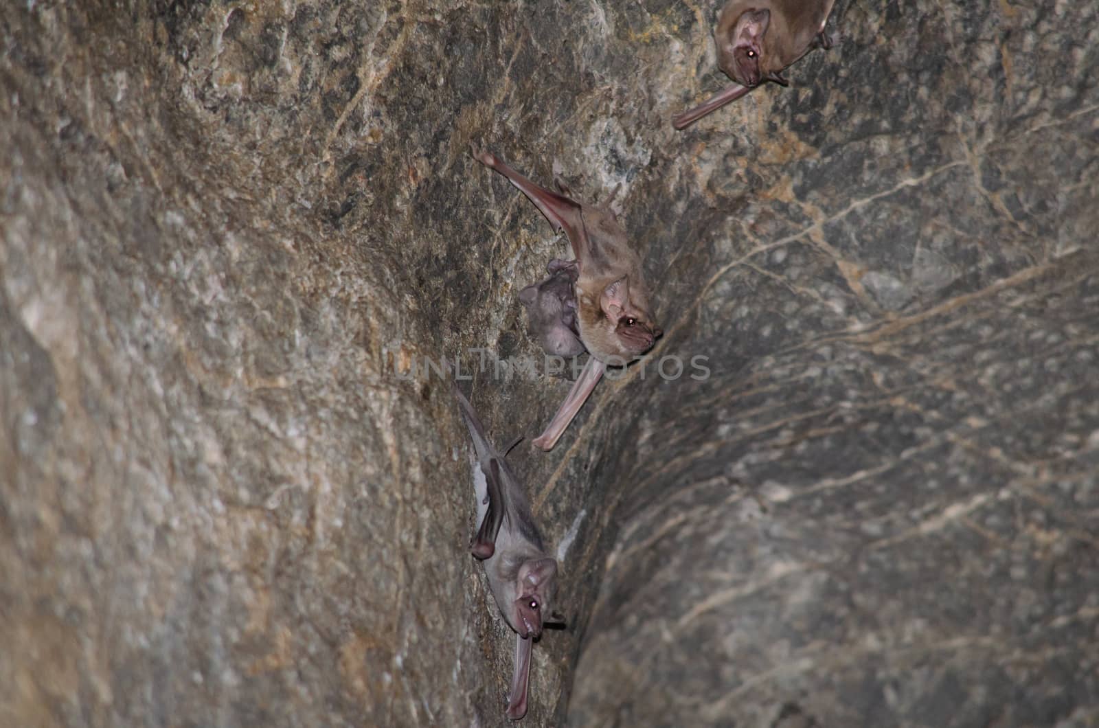 esser false vampire bat  are sleeping in the cave hanging on the ceiling period midday