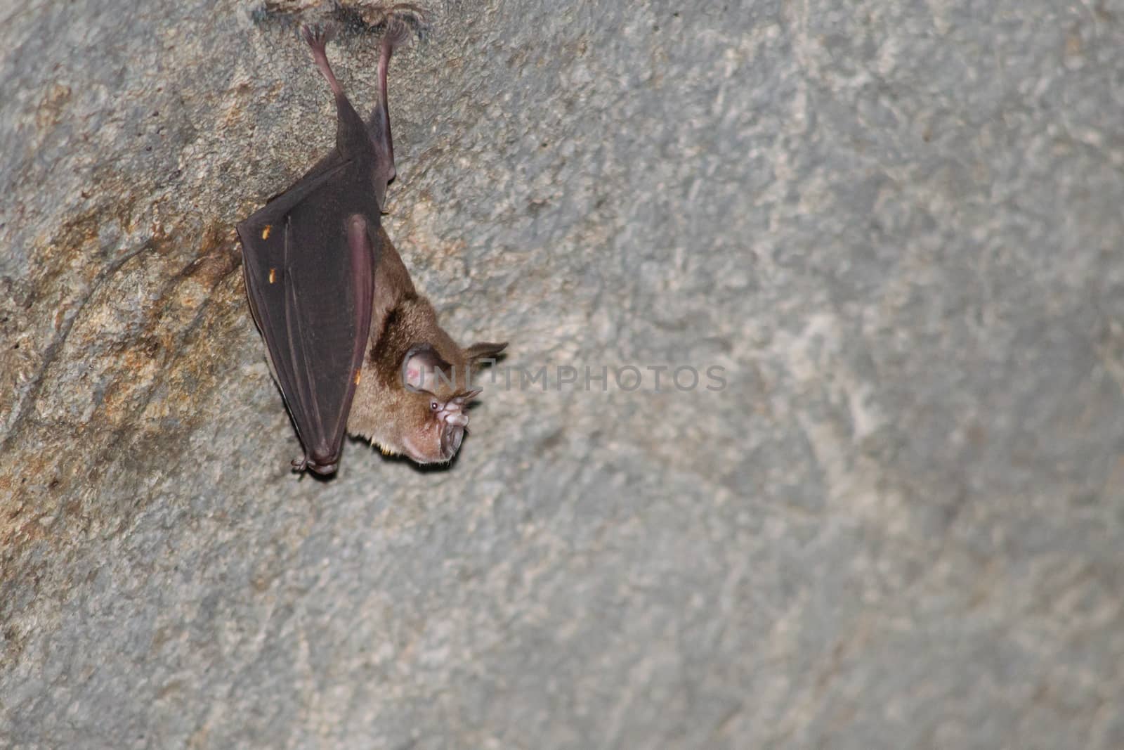 esser false vampire bat  are sleeping in the cave hanging on the ceiling period midday