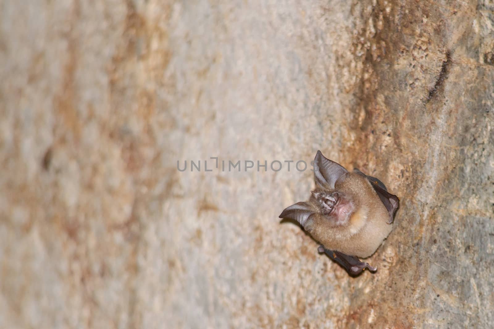 esser false vampire bat  are sleeping in the cave hanging on the ceiling period midday