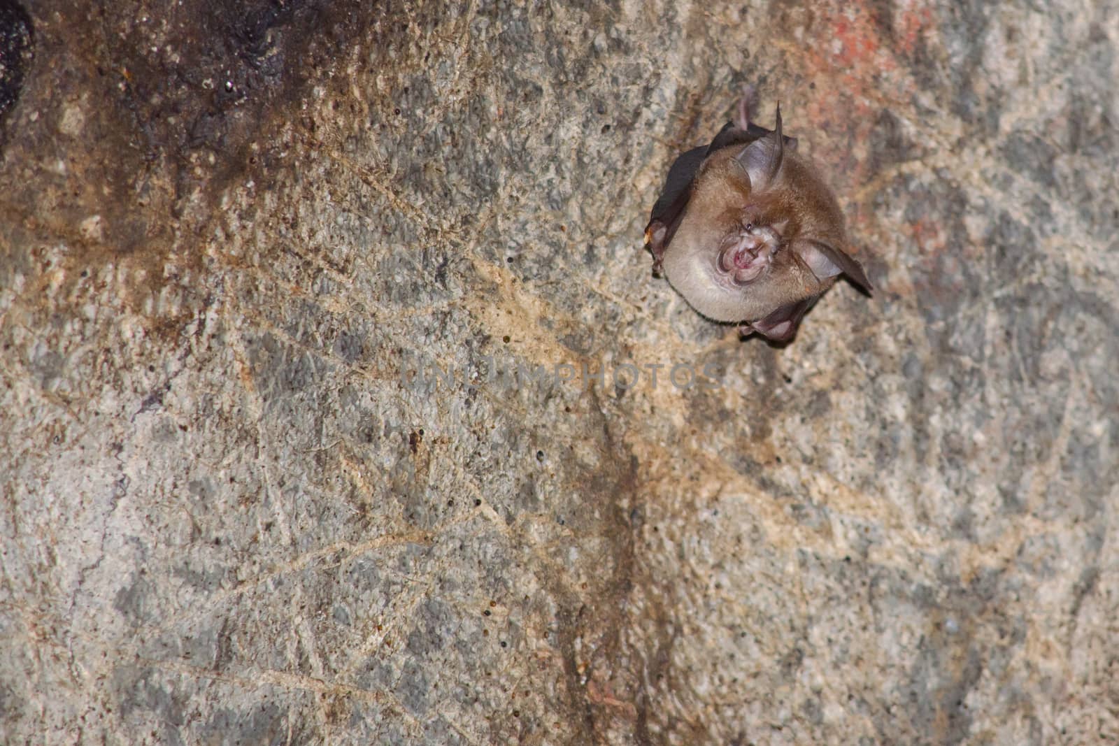 esser false vampire bat  are sleeping in the cave hanging on the ceiling period midday