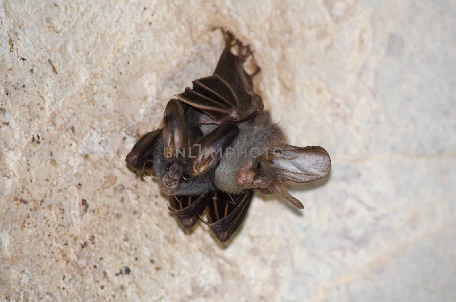 esser false vampire bat  are sleeping in the cave hanging on the ceiling period midday