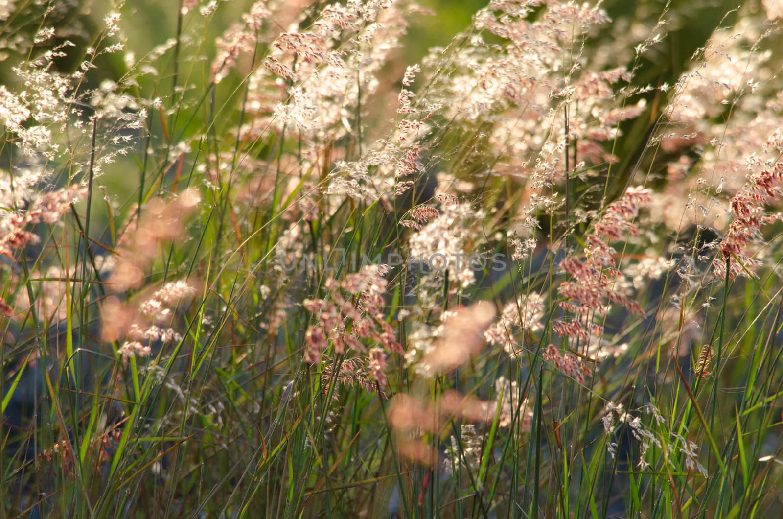 grss blooming grass field with blurry background in the morning