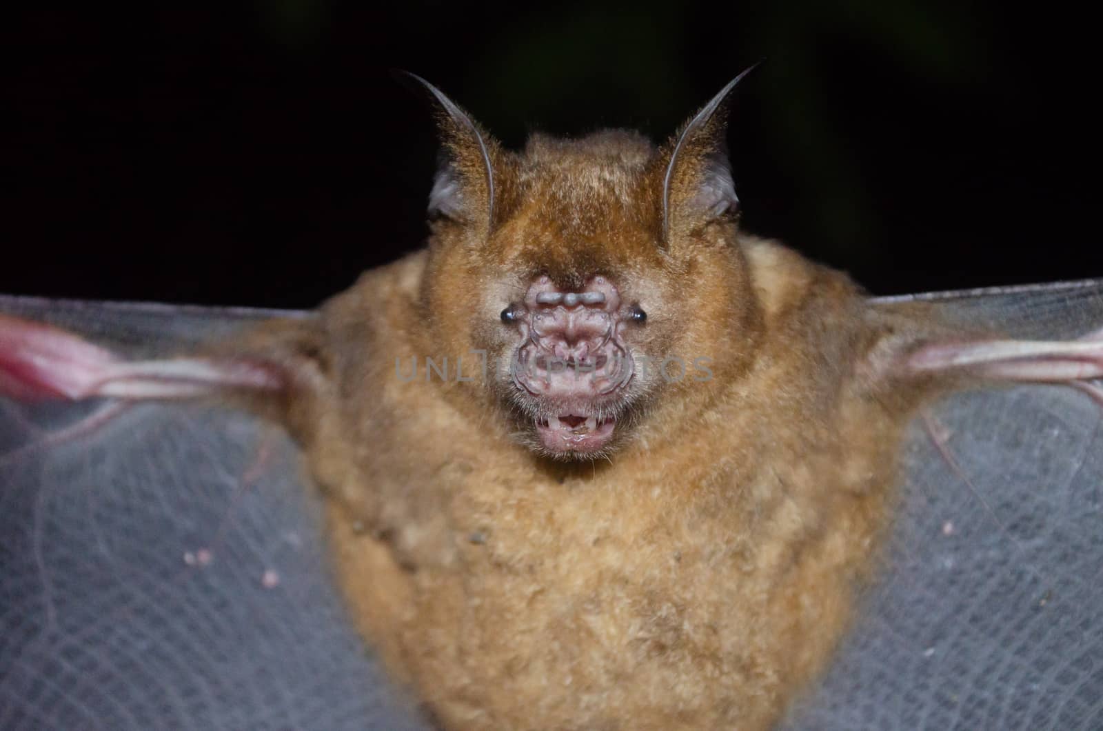 esser false vampire bat  are sleeping in the cave hanging on the ceiling period midday