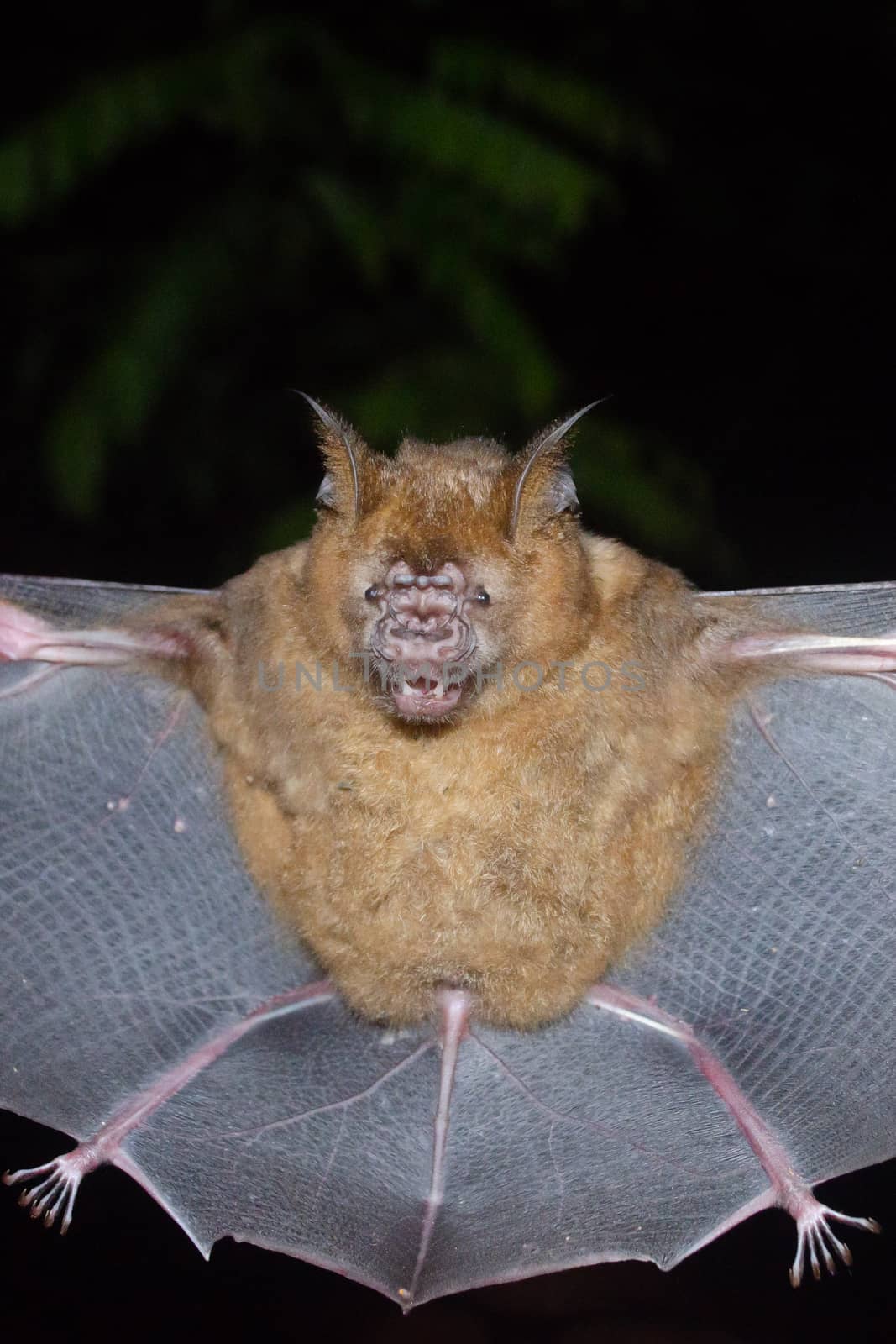 esser false vampire bat  are sleeping in the cave hanging on the ceiling period midday