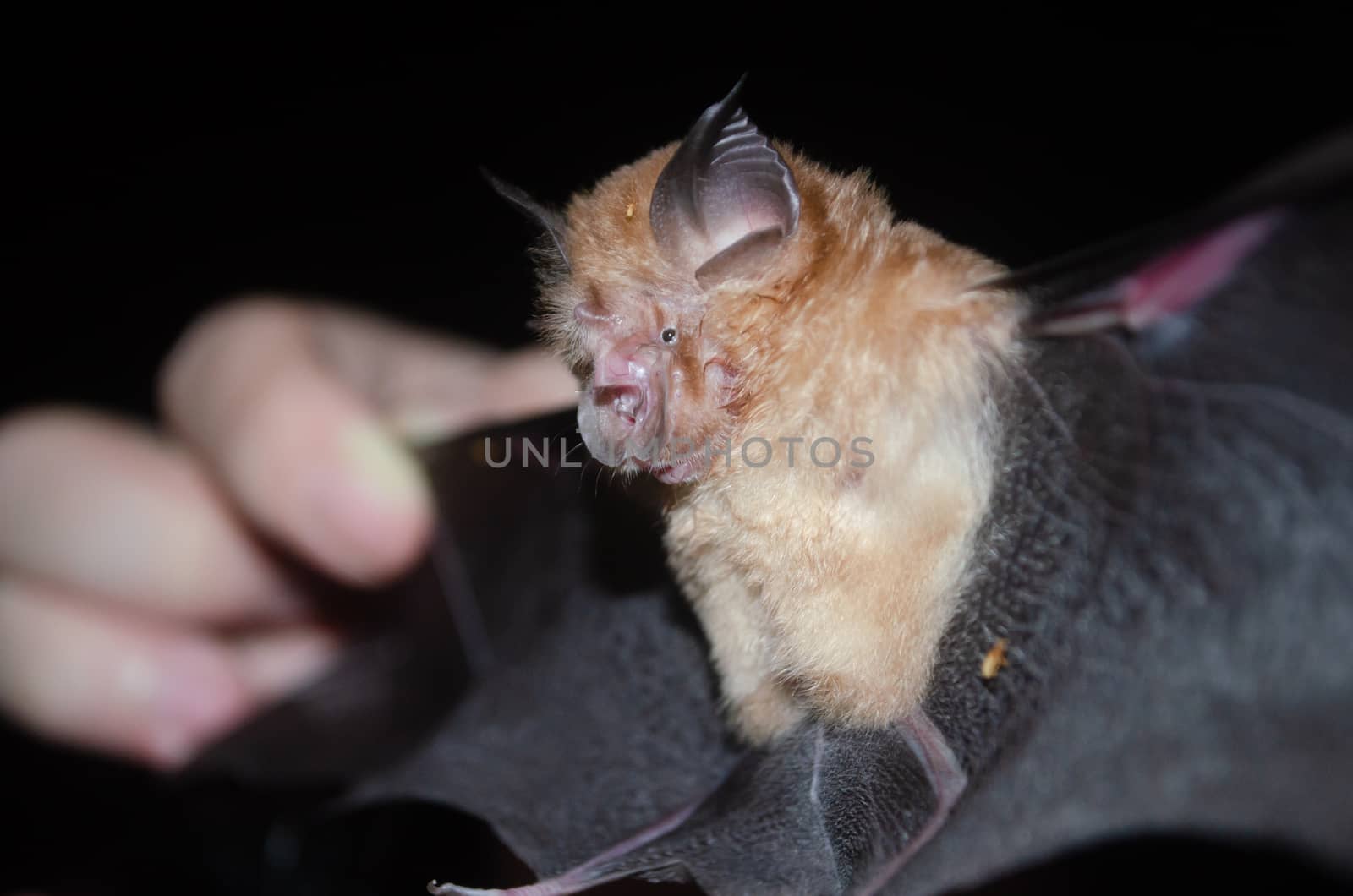 esser false vampire bat  are sleeping in the cave hanging on the ceiling period midday