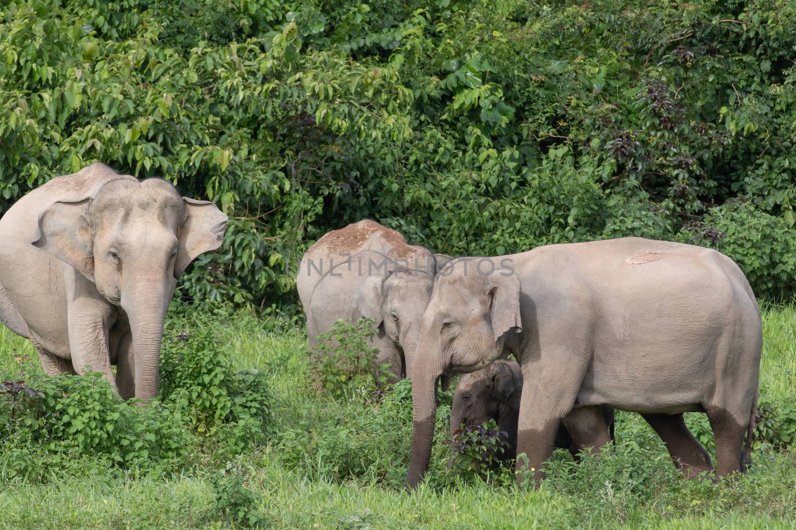 Asian elephants are the largest living land animals in Asia.Asian elephants are highly intelligent and self-aware.