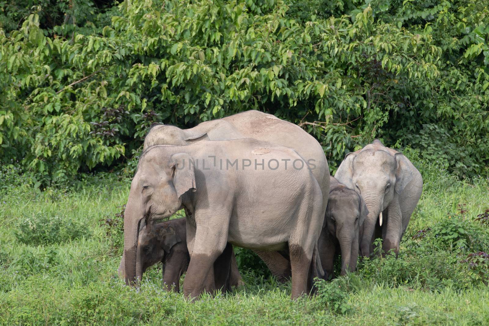 Asiatic Elephant is big five animal in asia by visanuwit