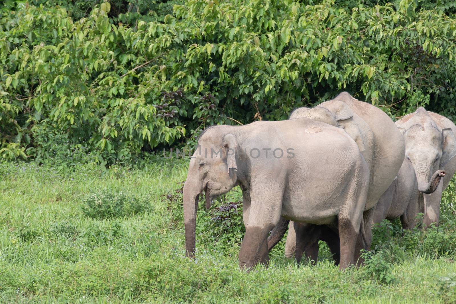 Asian elephants are the largest living land animals in Asia.Asian elephants are highly intelligent and self-aware.