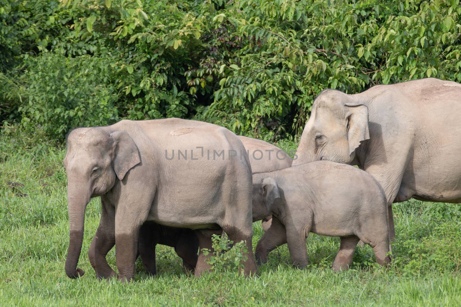 Asiatic Elephant is big five animal in asia by visanuwit