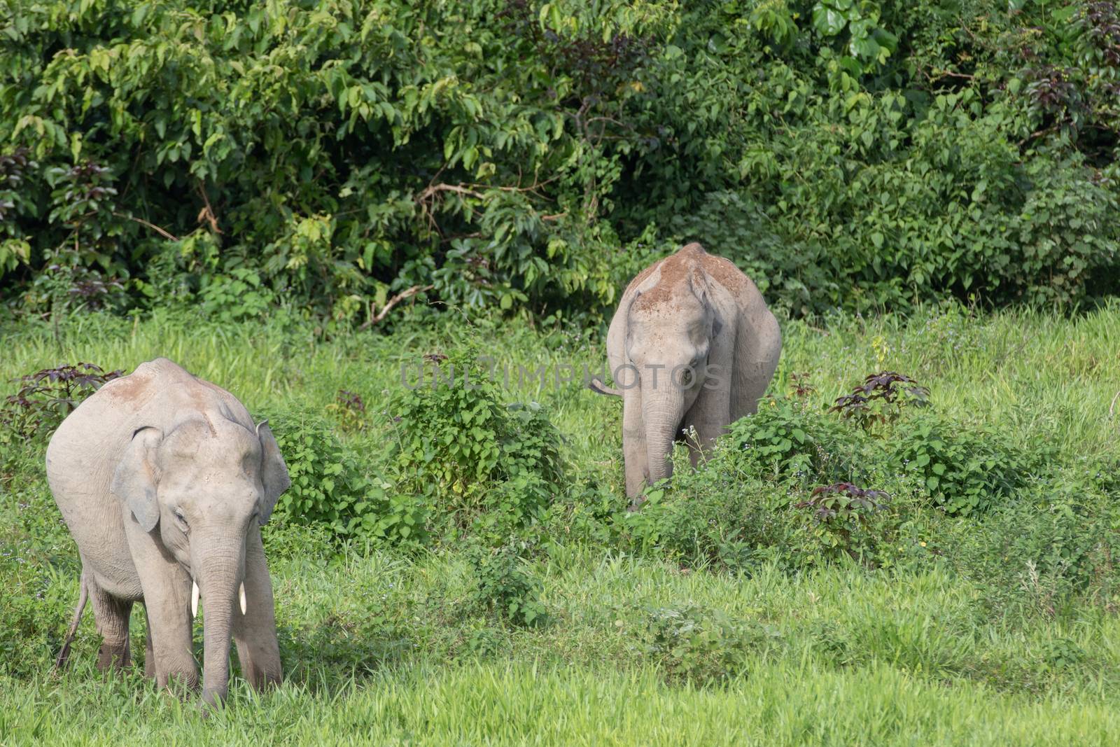 Asian elephants are the largest living land animals in Asia.Asian elephants are highly intelligent and self-aware.