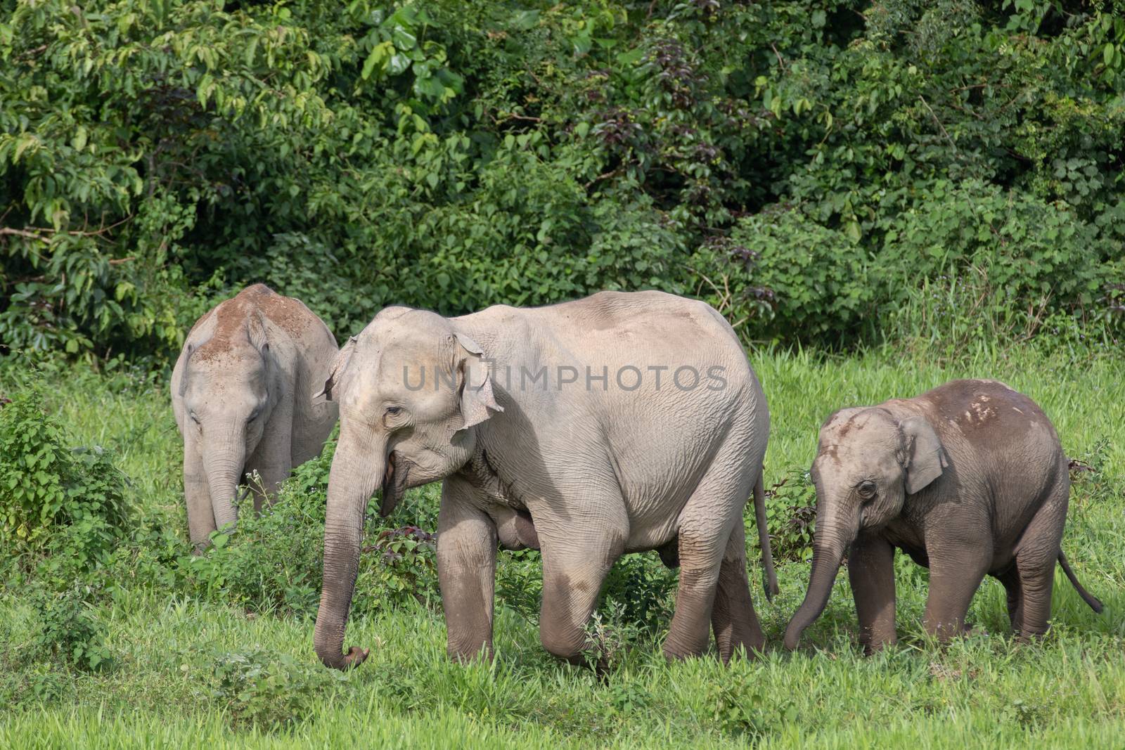 Asian elephants are the largest living land animals in Asia.Asian elephants are highly intelligent and self-aware.