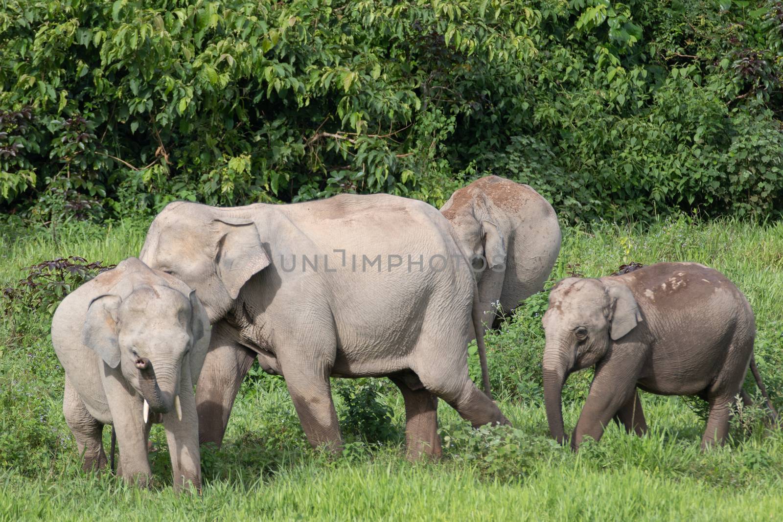 Asiatic Elephant is big five animal in asia by visanuwit