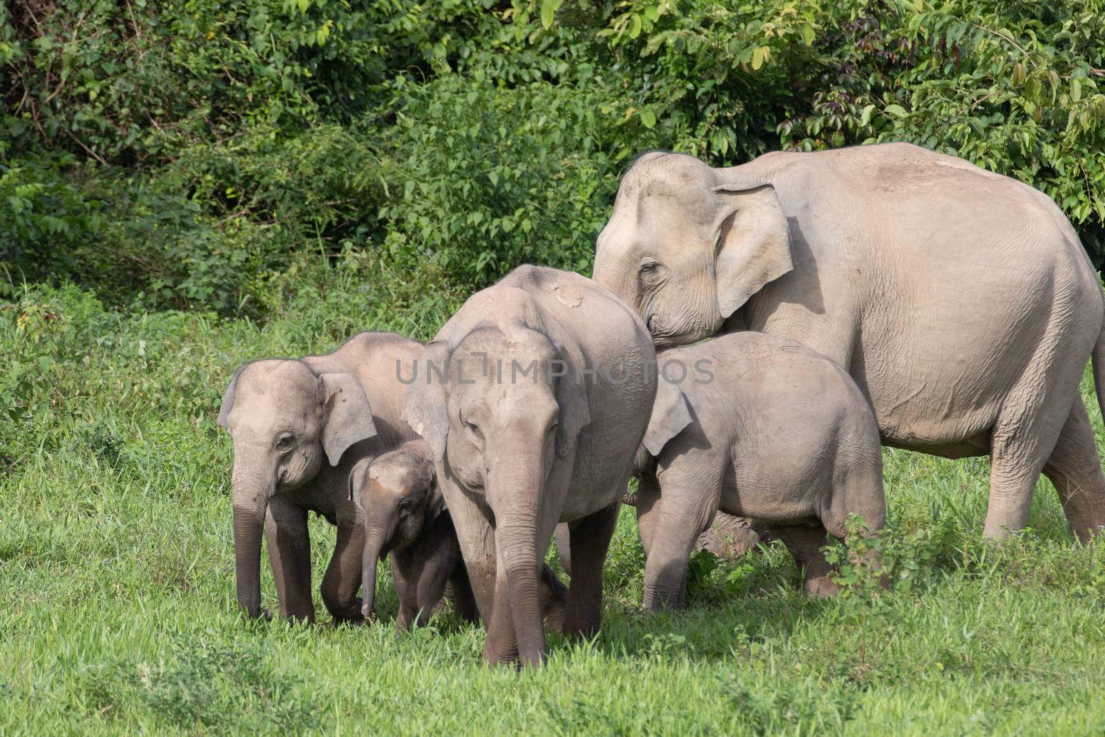 Asiatic Elephant is big five animal in asia by visanuwit