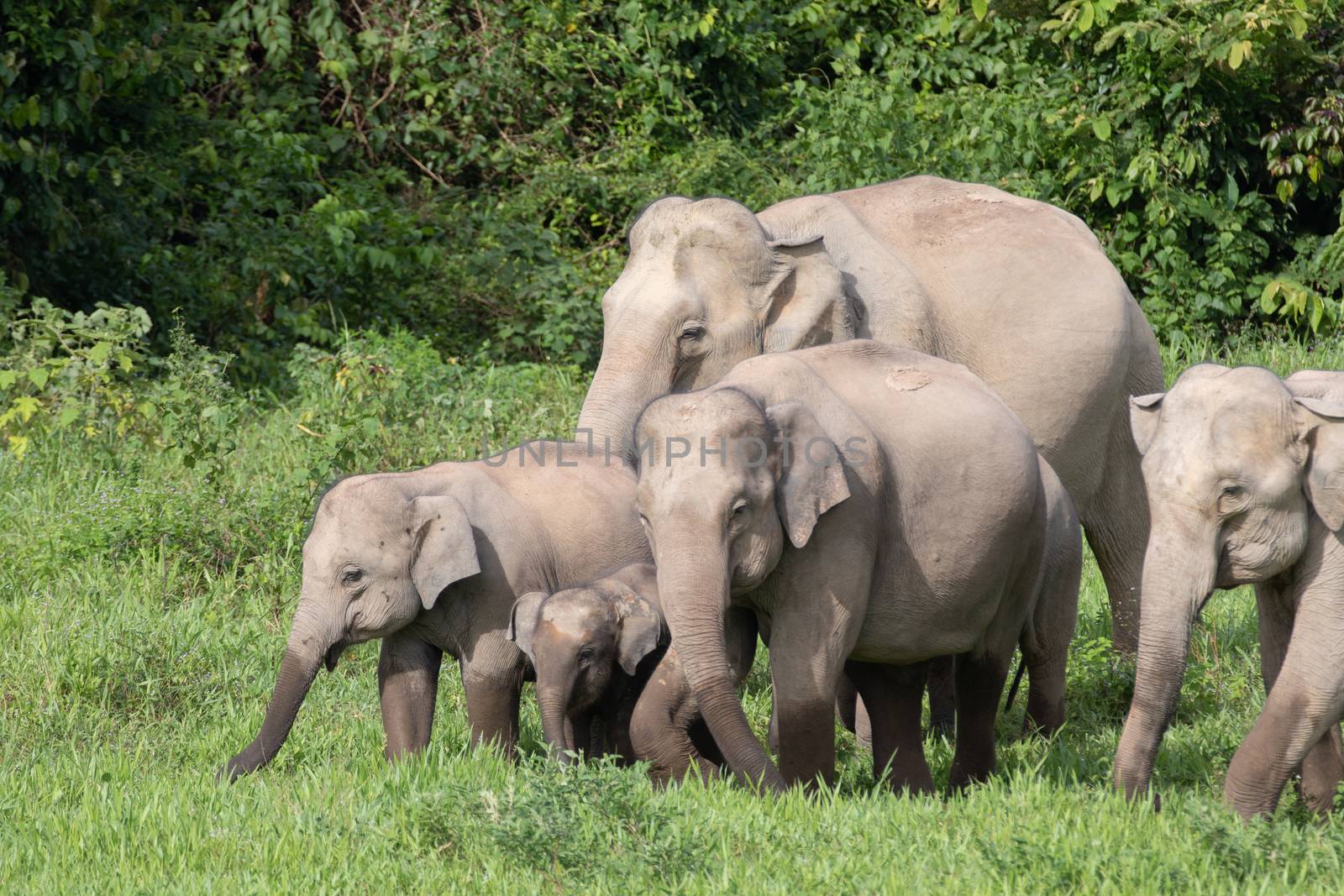 Asiatic Elephant is big five animal in asia by visanuwit