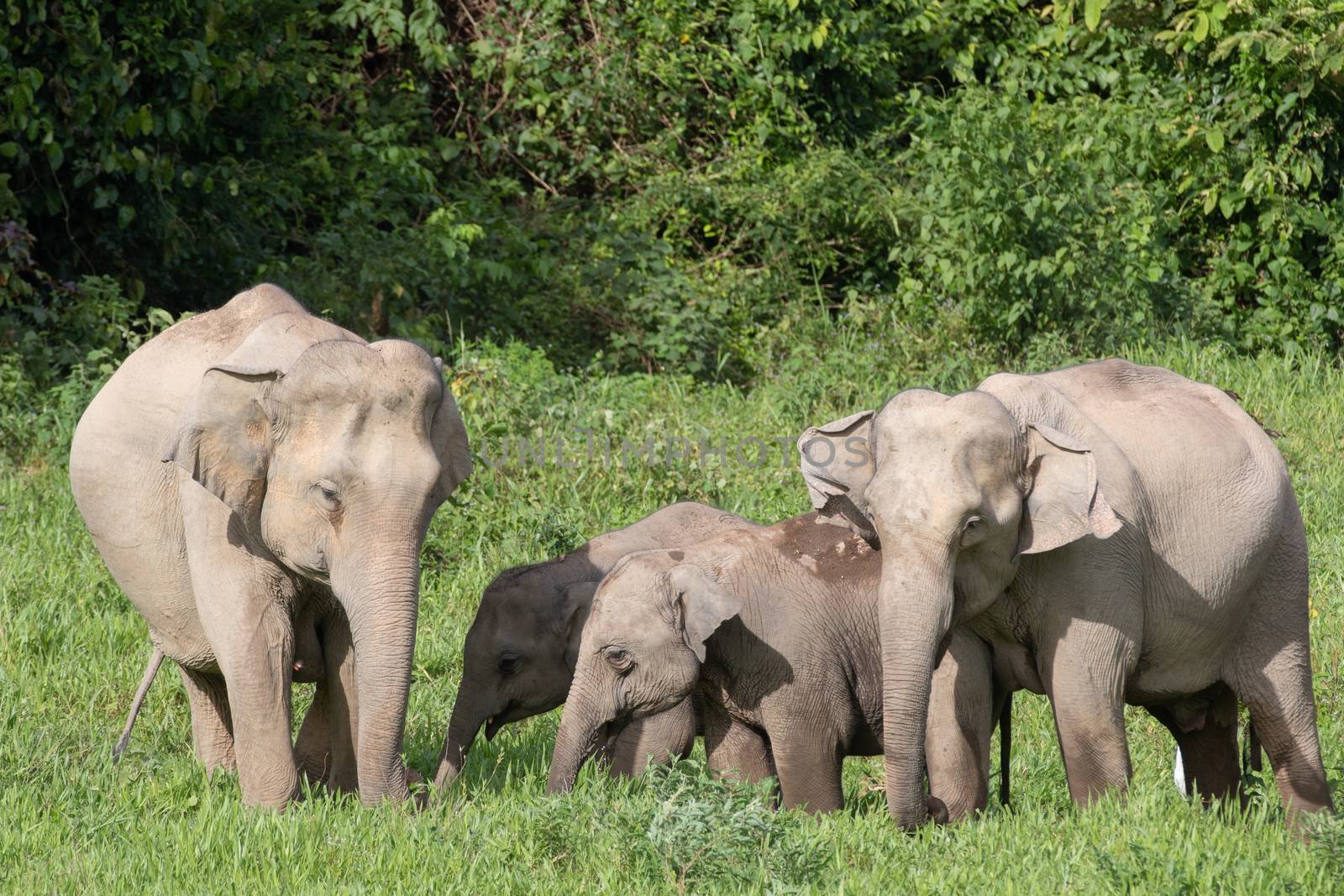 Asian elephants are the largest living land animals in Asia.Asian elephants are highly intelligent and self-aware.