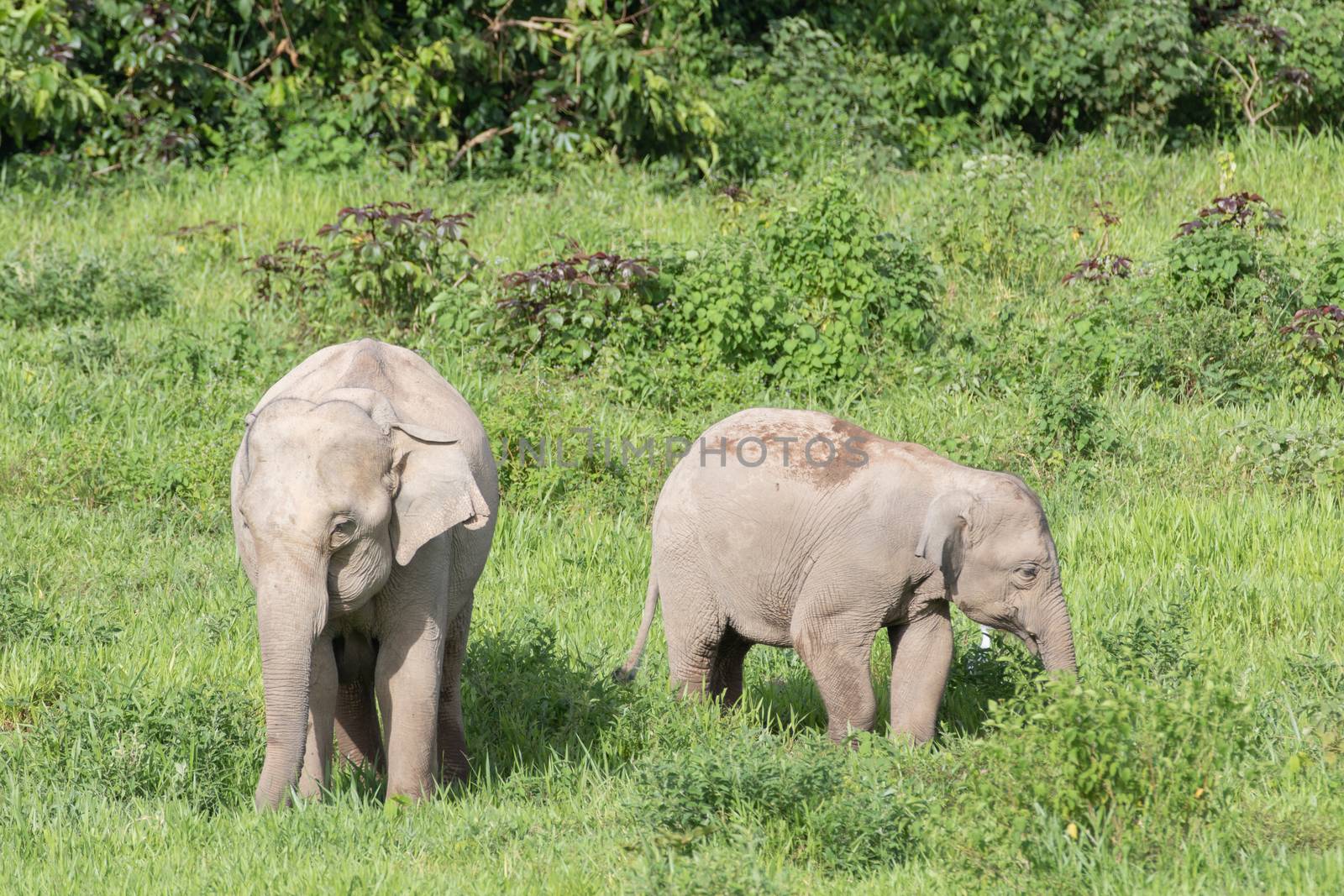 Asiatic Elephant is big five animal in asia by visanuwit