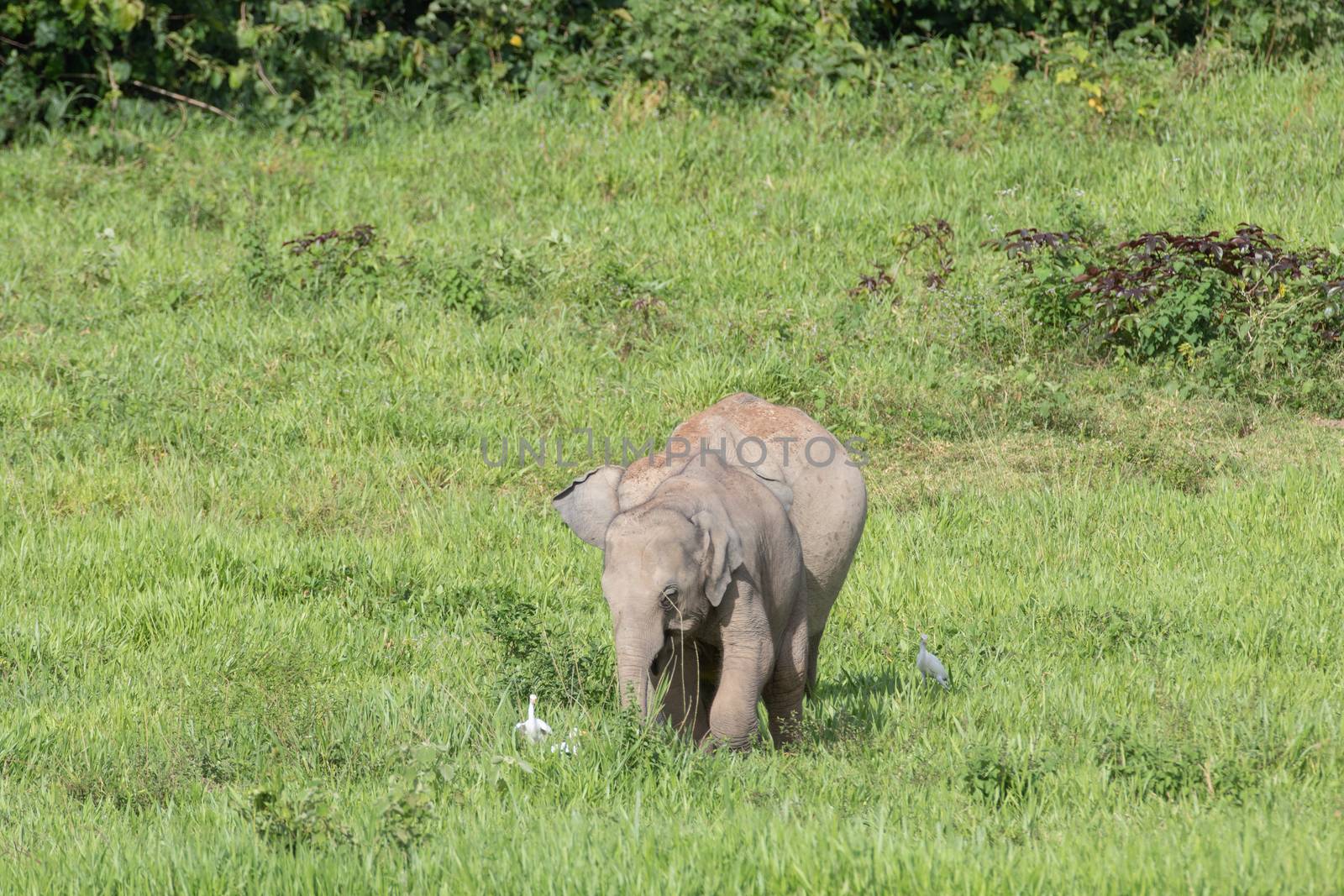 Asiatic Elephant is big five animal in asia by visanuwit