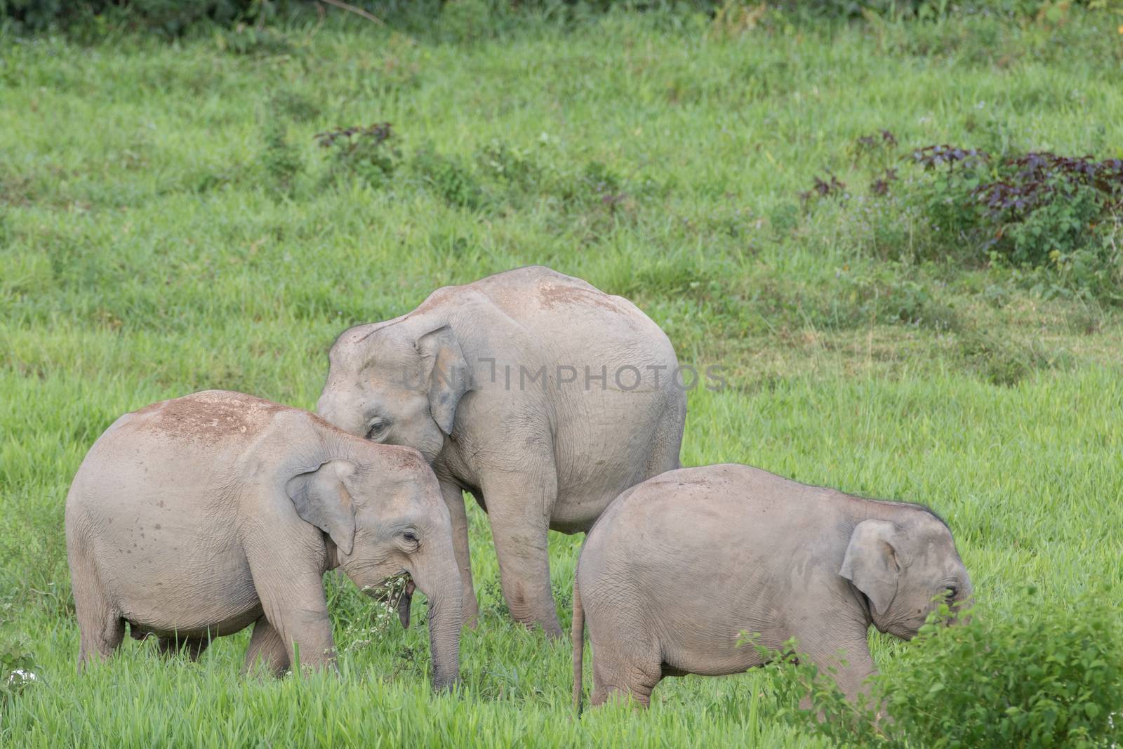 Asiatic Elephant is big five animal in asia by visanuwit