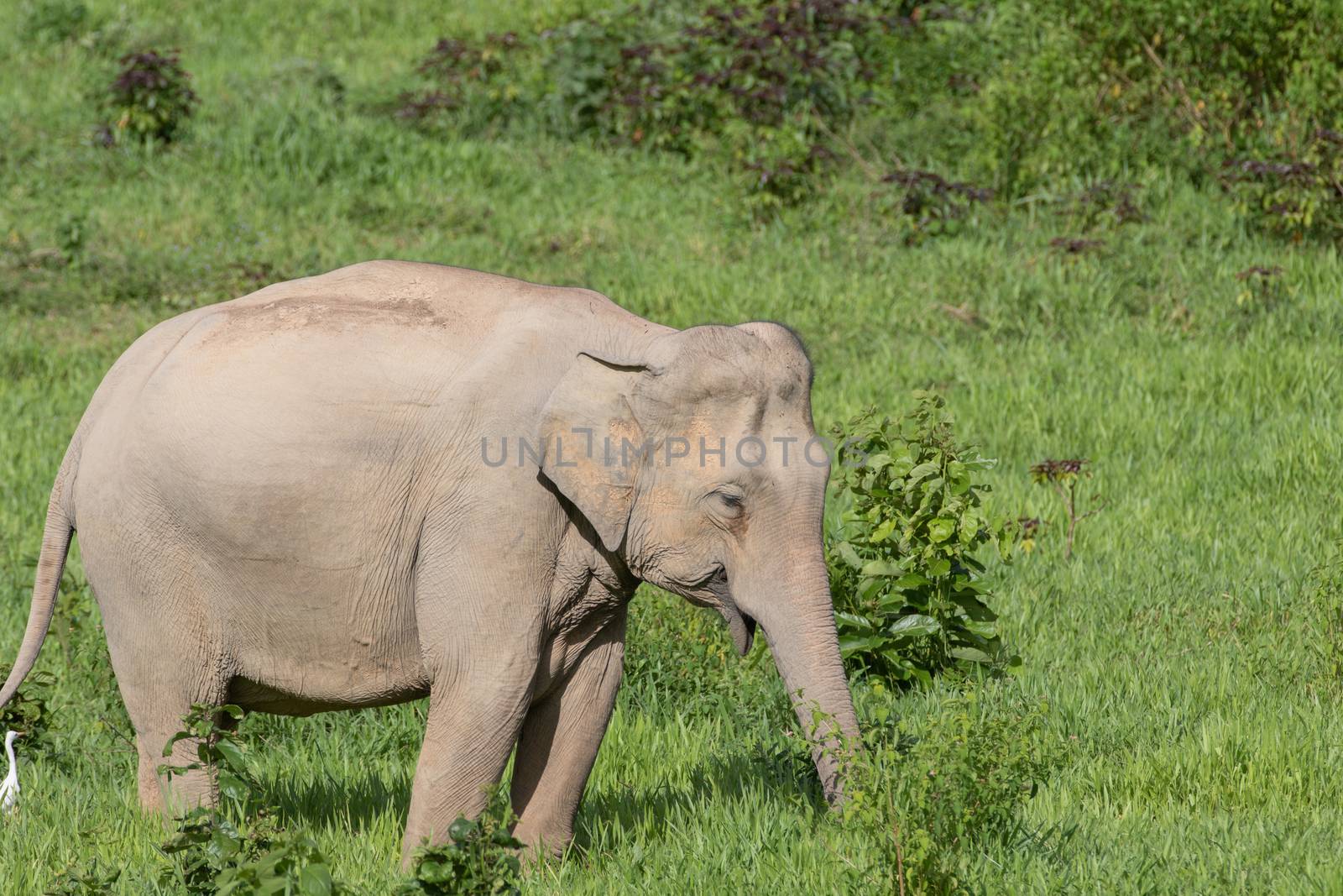 Asiatic Elephant is big five animal in asia by visanuwit