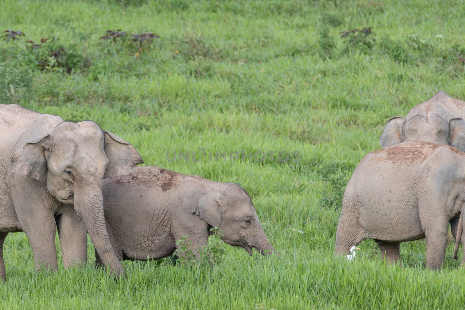 Asiatic Elephant is big five animal in asia by visanuwit