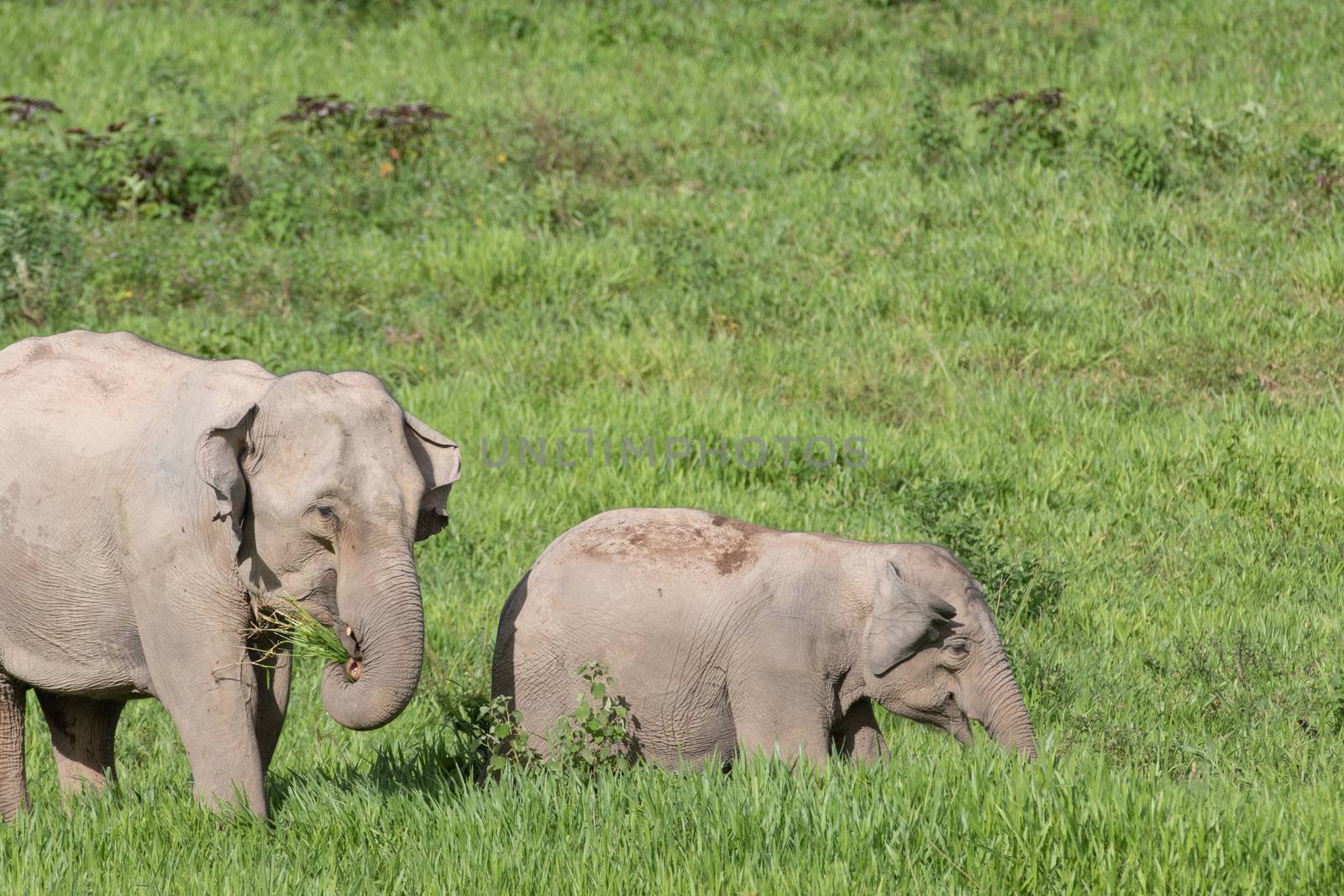 Asian elephants are the largest living land animals in Asia.Asian elephants are highly intelligent and self-aware.