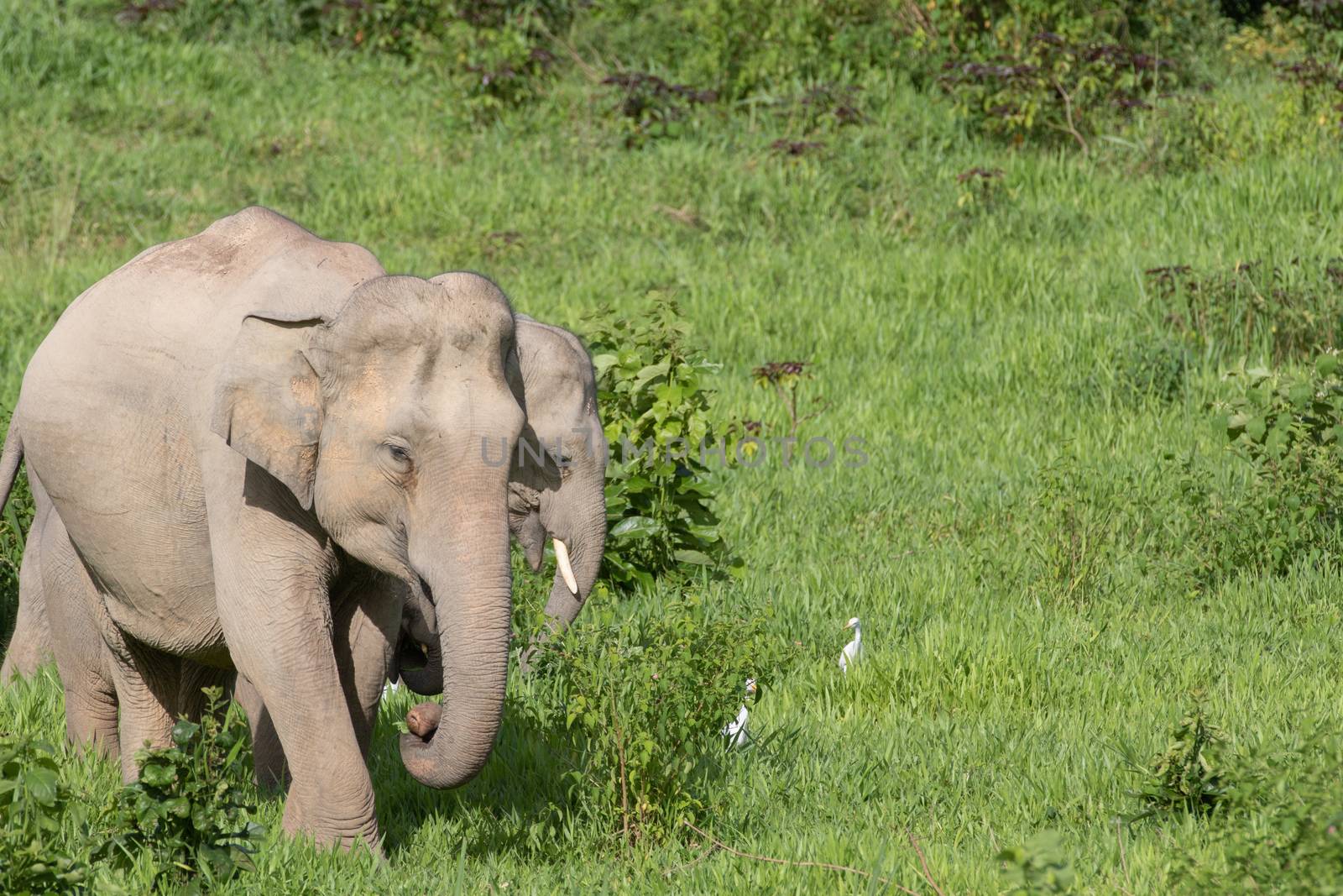 Asiatic Elephant is big five animal in asia by visanuwit