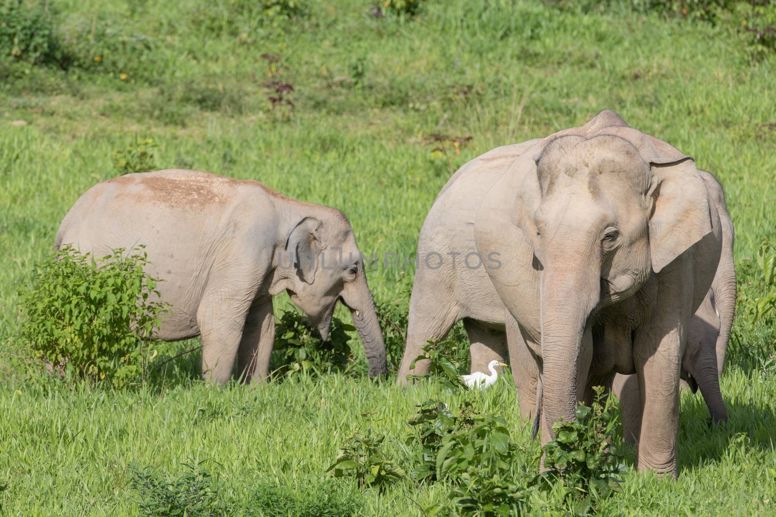 Asiatic Elephant is big five animal in asia by visanuwit