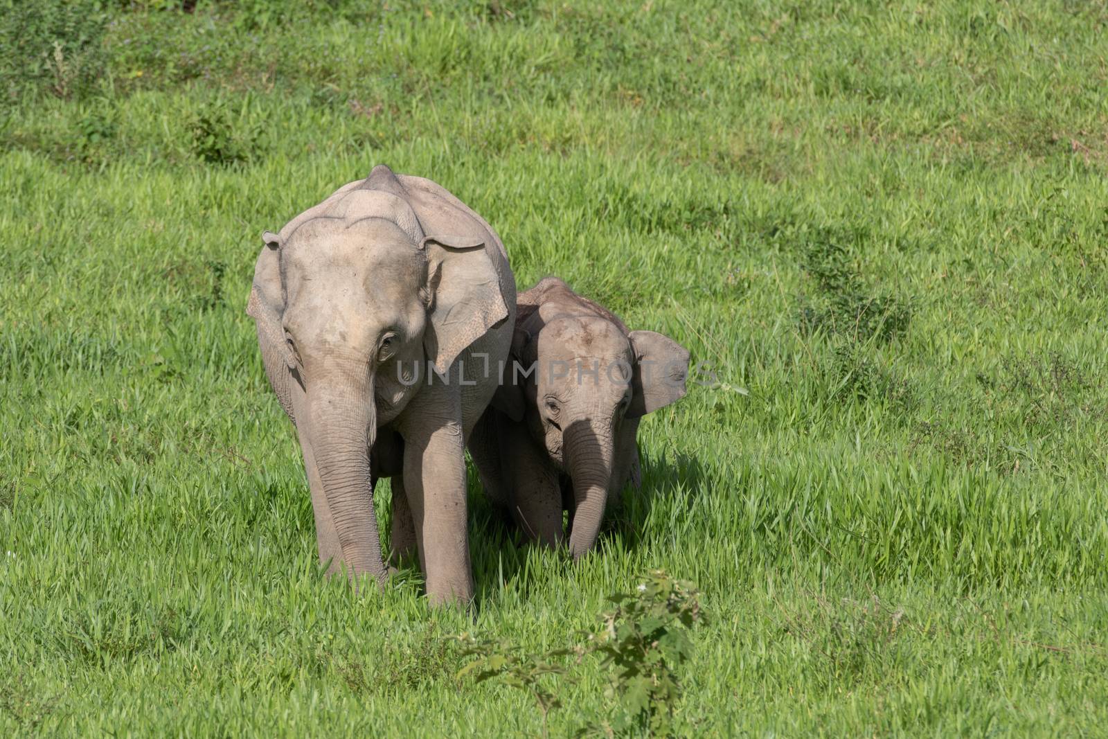 Asiatic Elephant is big five animal in asia by visanuwit