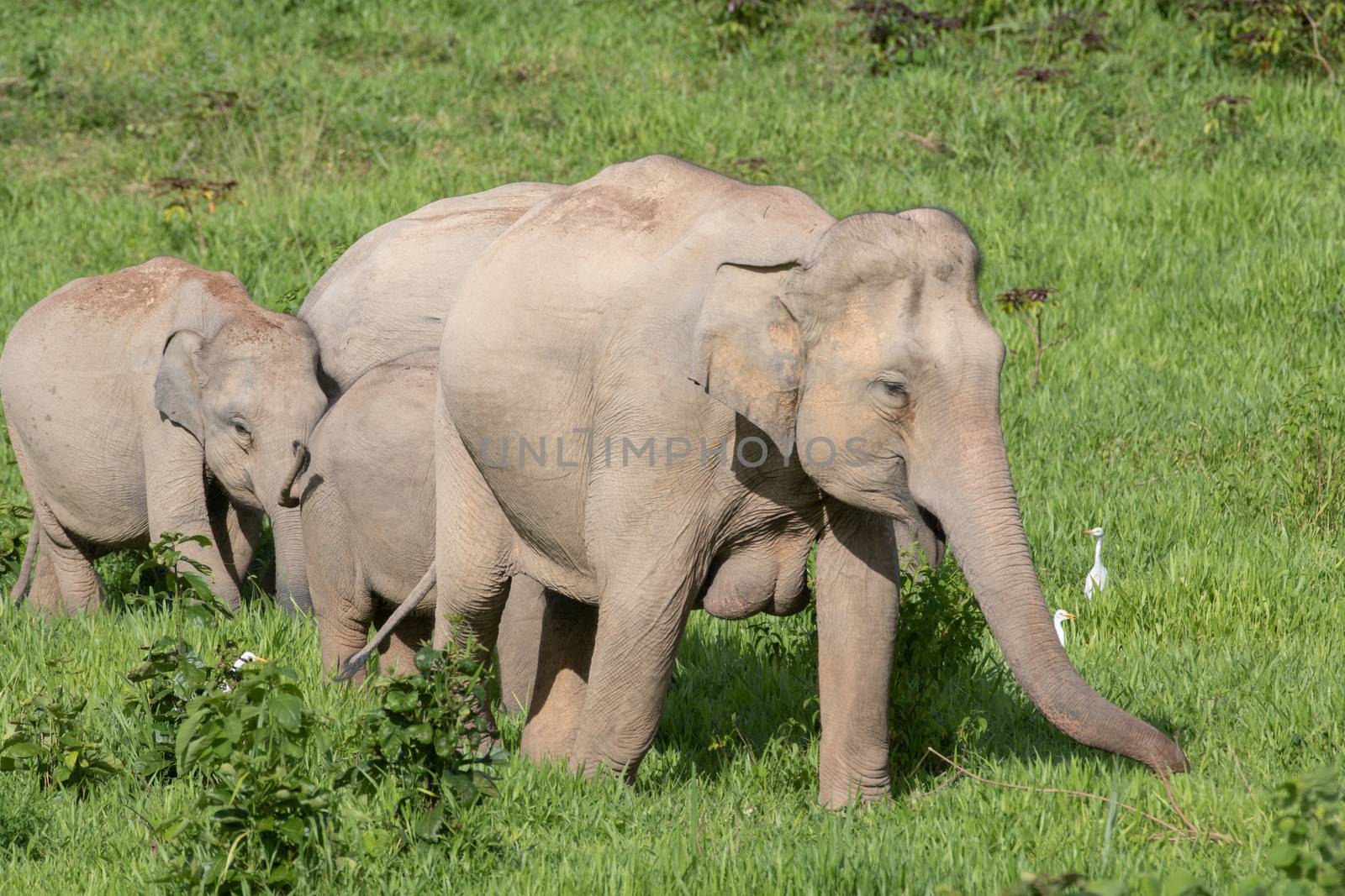 Asiatic Elephant is big five animal in asia by visanuwit