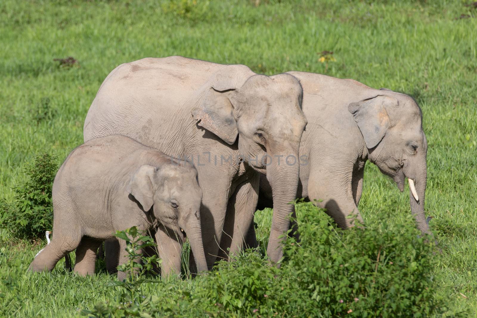 Asian elephants are the largest living land animals in Asia.Asian elephants are highly intelligent and self-aware.