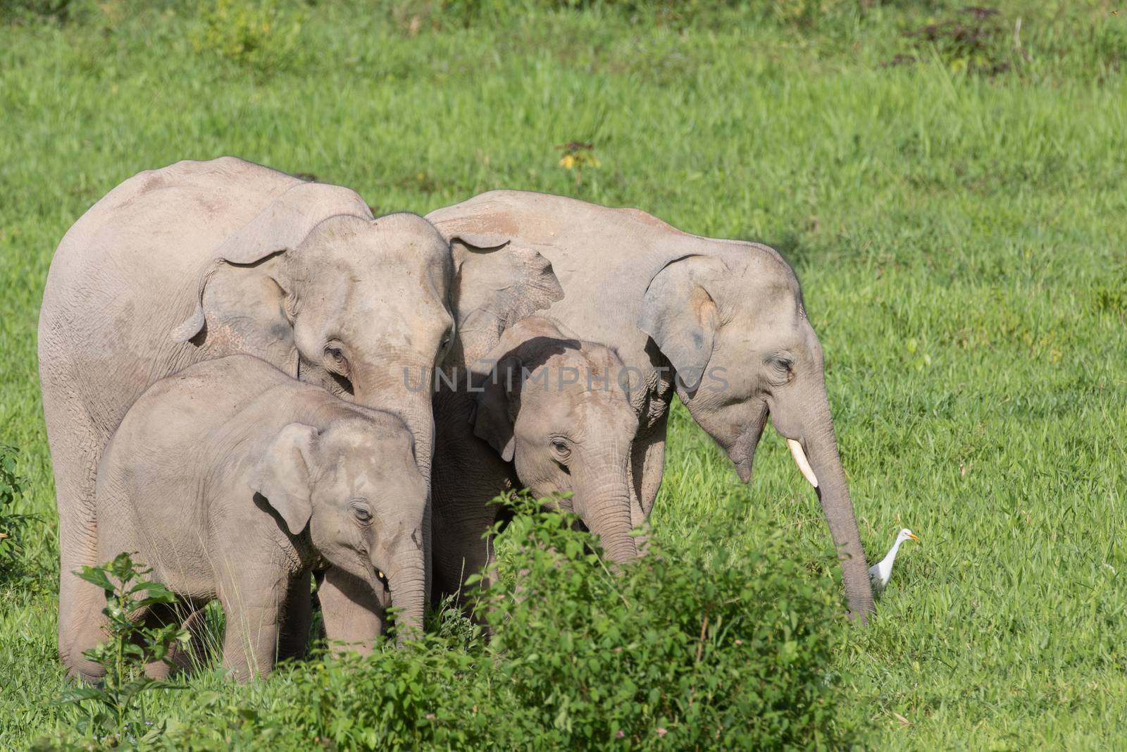 Asiatic Elephant is big five animal in asia by visanuwit