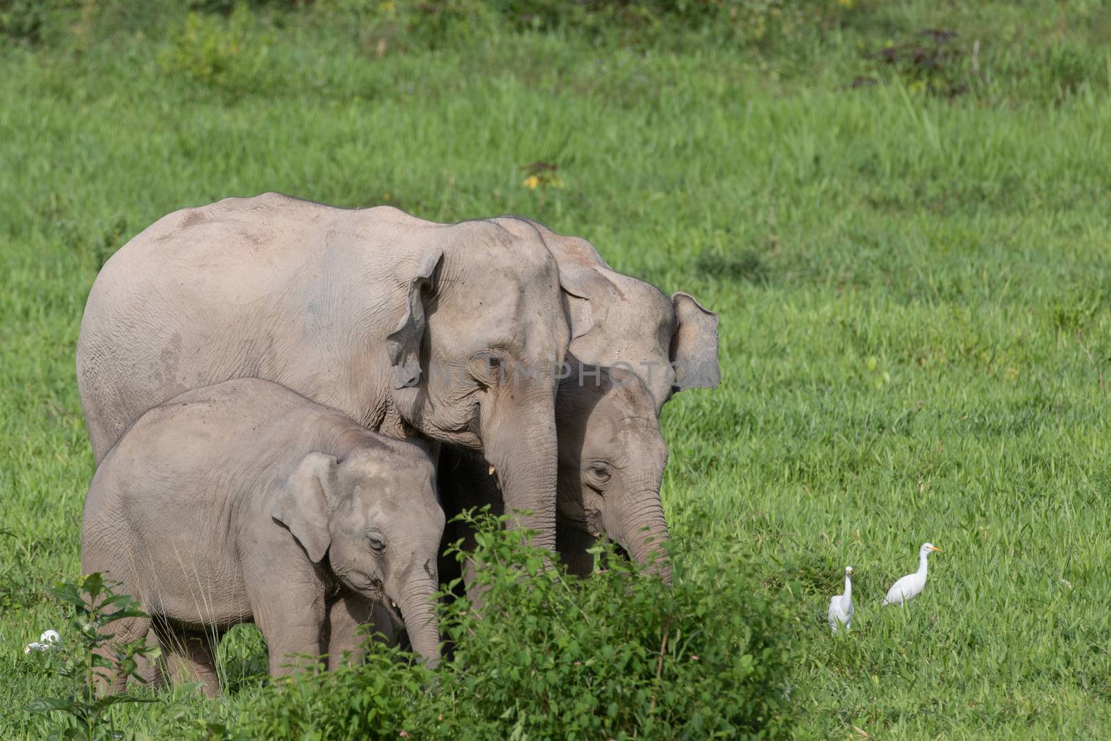 Asian elephants are the largest living land animals in Asia.Asian elephants are highly intelligent and self-aware.