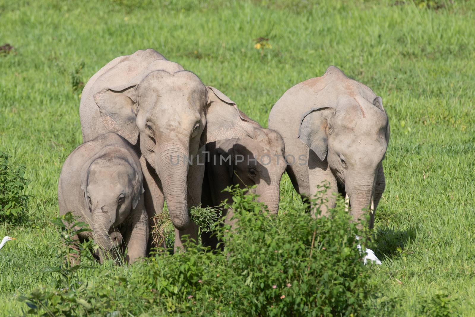 Asian elephants are the largest living land animals in Asia.Asian elephants are highly intelligent and self-aware.