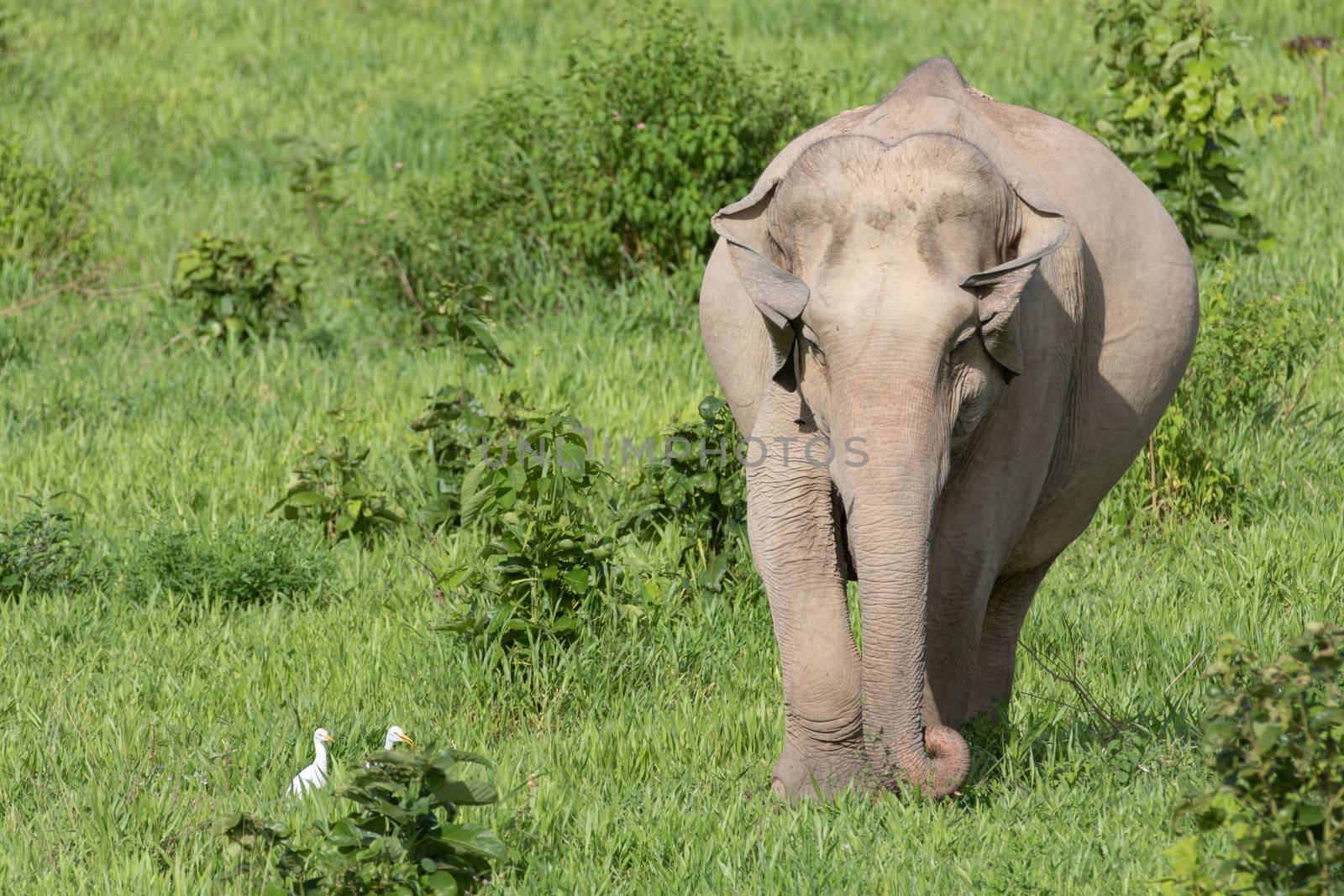 Asian elephants are the largest living land animals in Asia.Asian elephants are highly intelligent and self-aware.