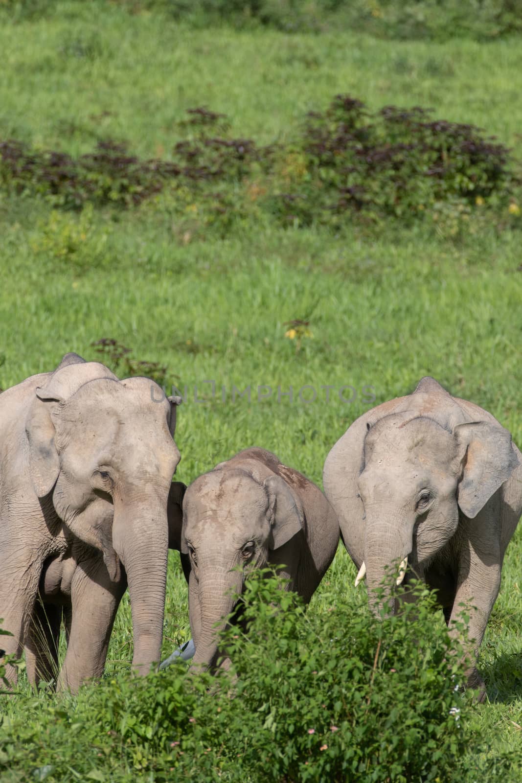 Asiatic Elephant is big five animal in asia by visanuwit