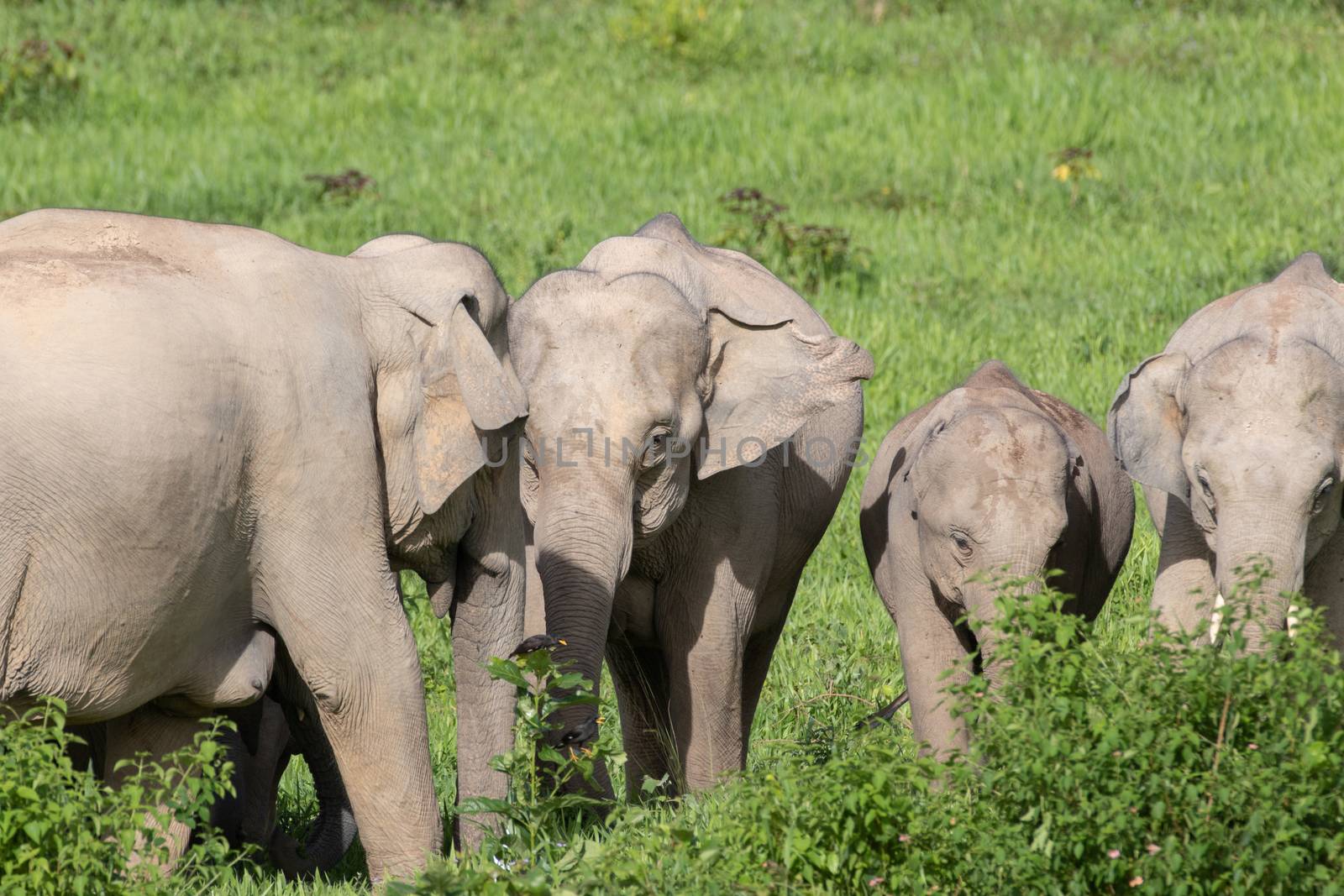 Asian elephants are the largest living land animals in Asia.Asian elephants are highly intelligent and self-aware.